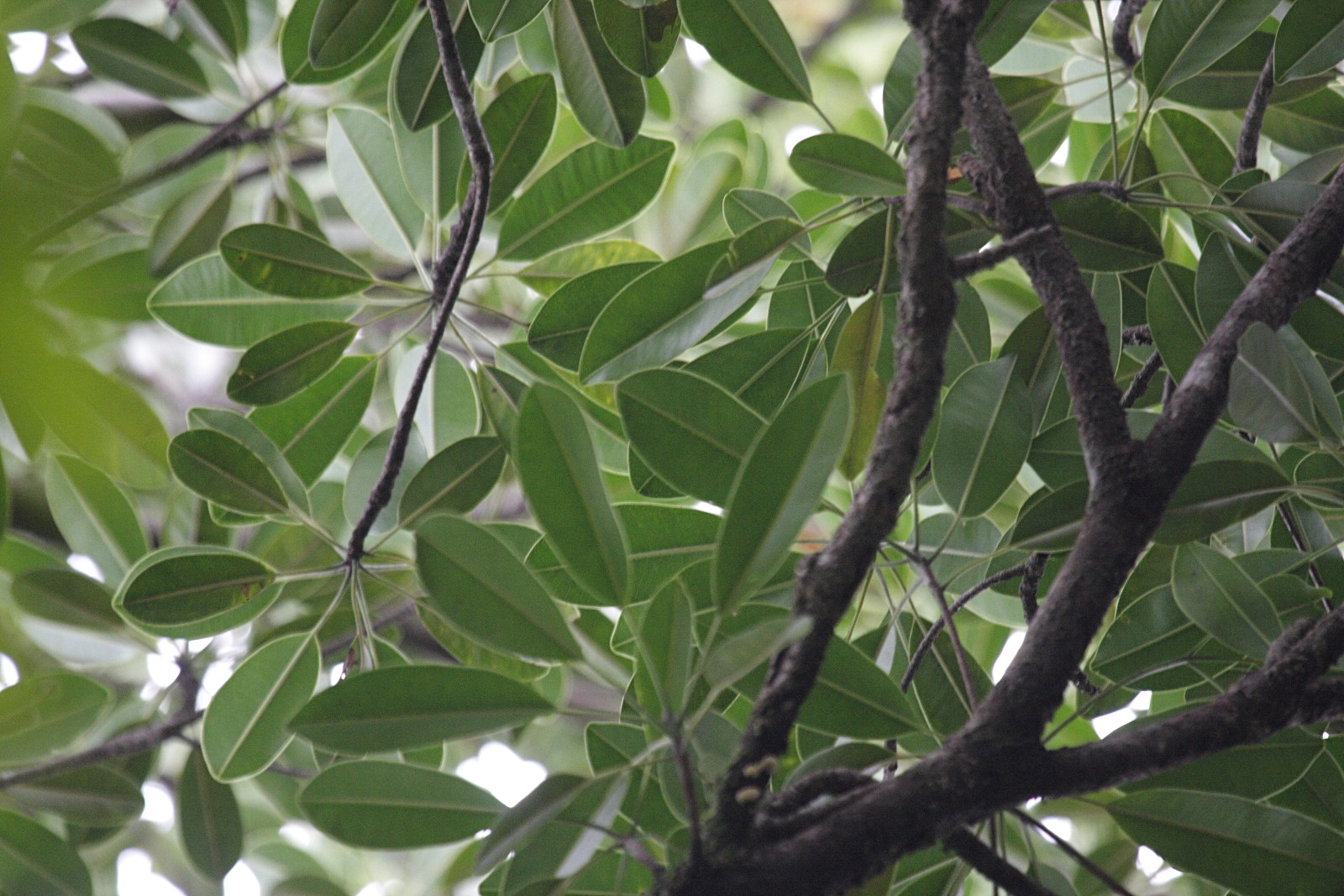 syzygium_borbonicum2bd