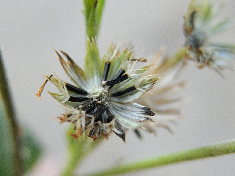 tarlmounia_elliptica4md