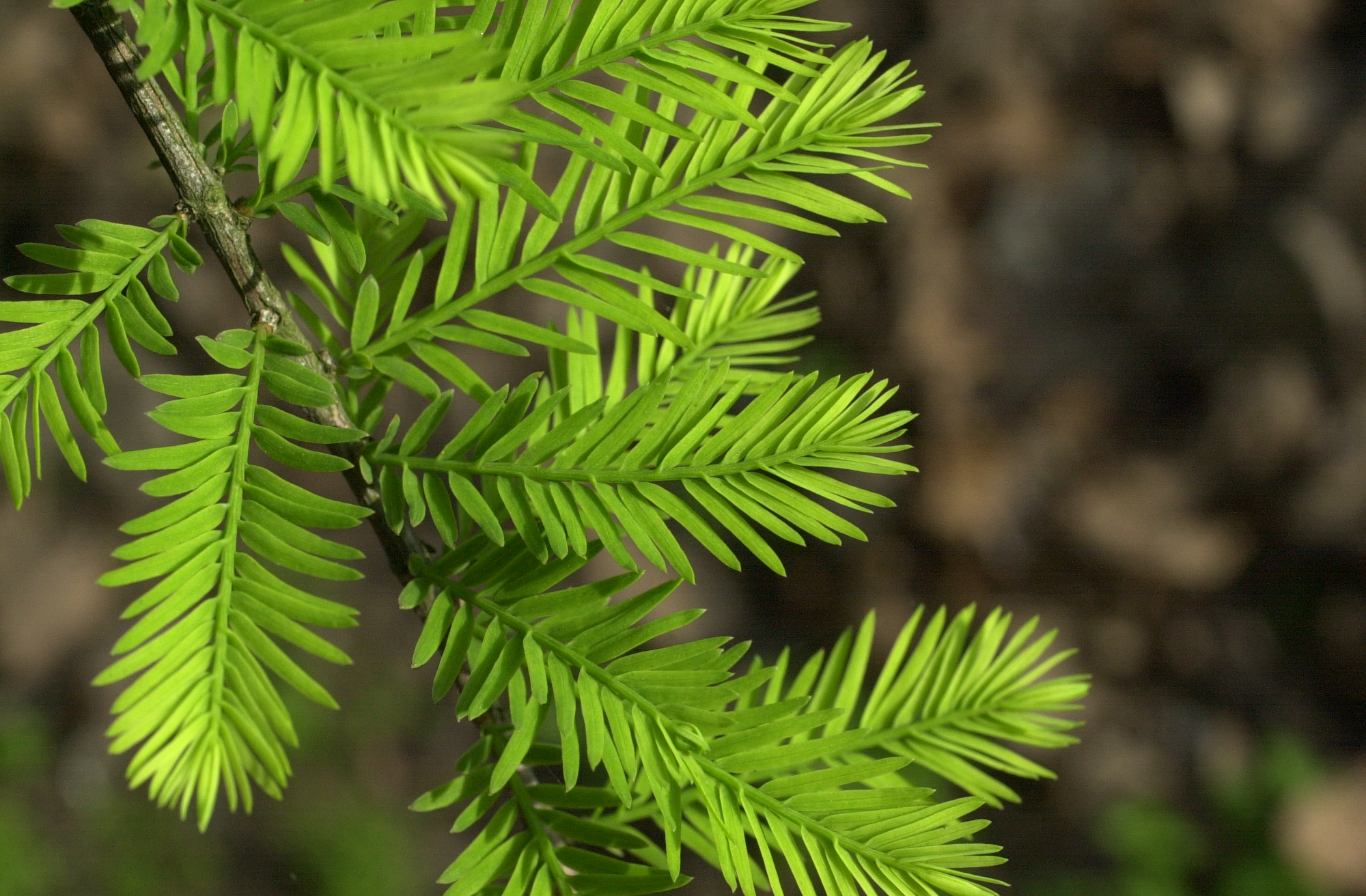 Afficher le média taxodium_distichum3md taxodium_distichum3md