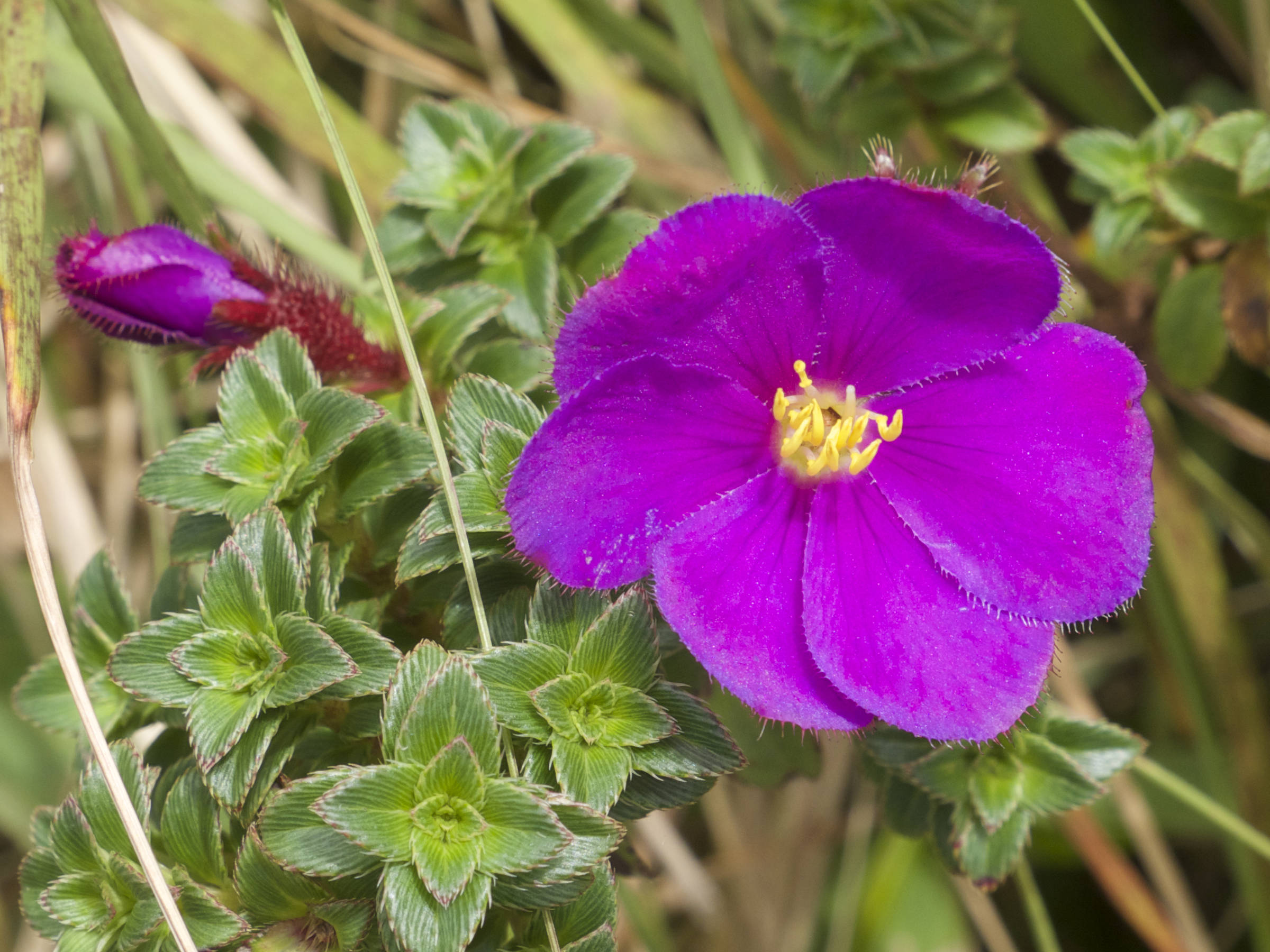Afficher le média tibouchina_chamaecistus6sd tibouchina_chamaecistus6sd