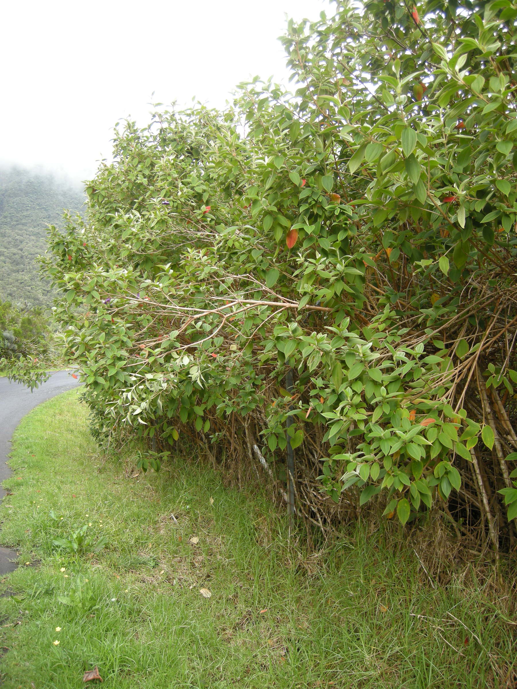 Afficher le média tibouchina_urvilleana1amd tibouchina_urvilleana1amd