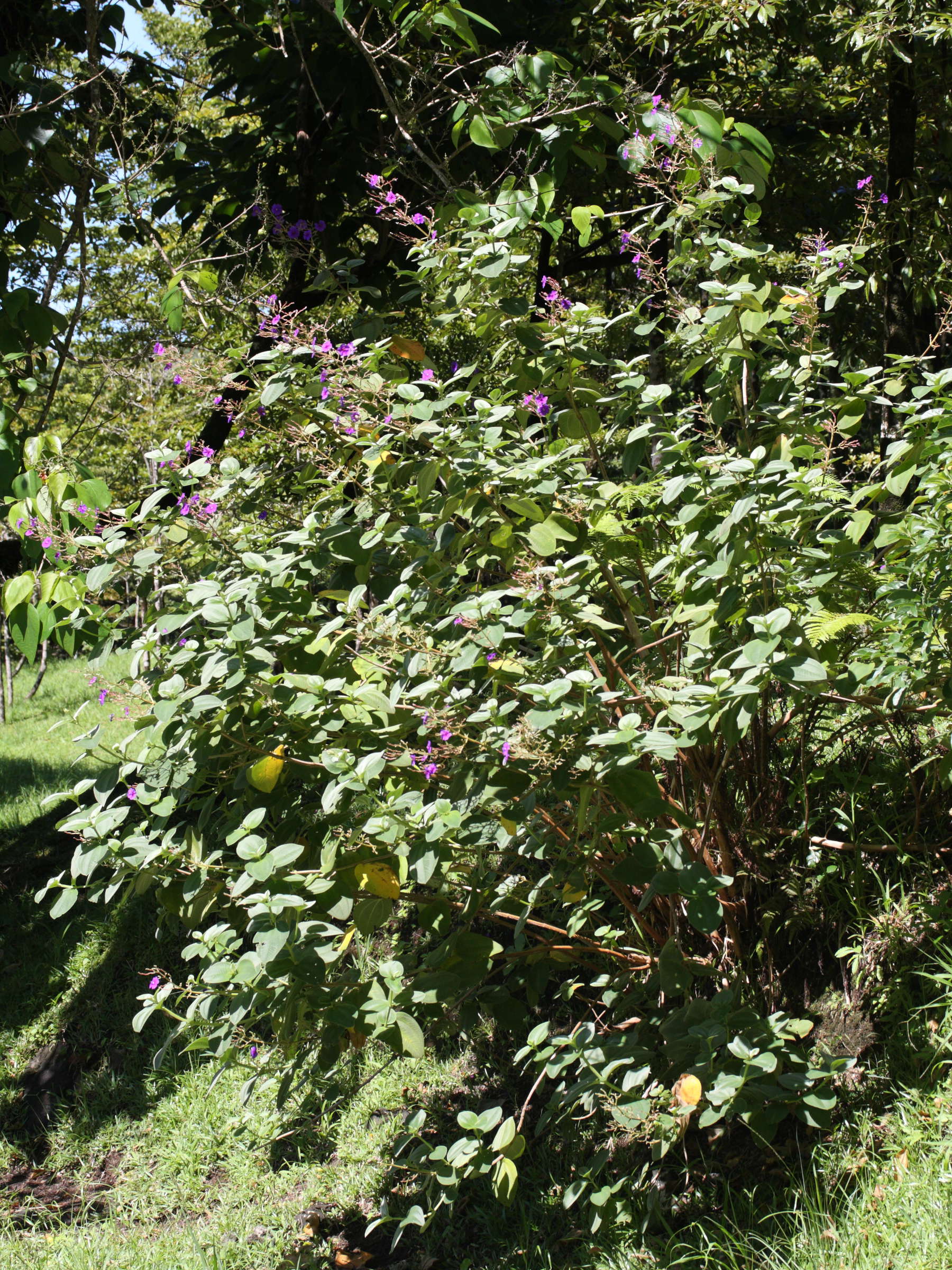 Afficher le média tibouchina_urvilleana1bmd tibouchina_urvilleana1bmd