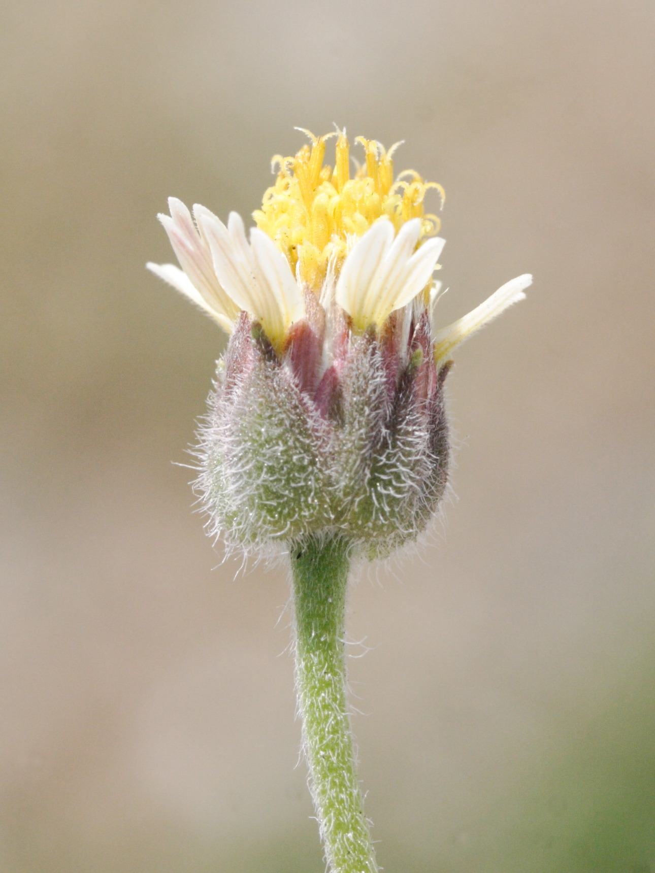 Afficher le média tridax_procumbens3md tridax_procumbens3md