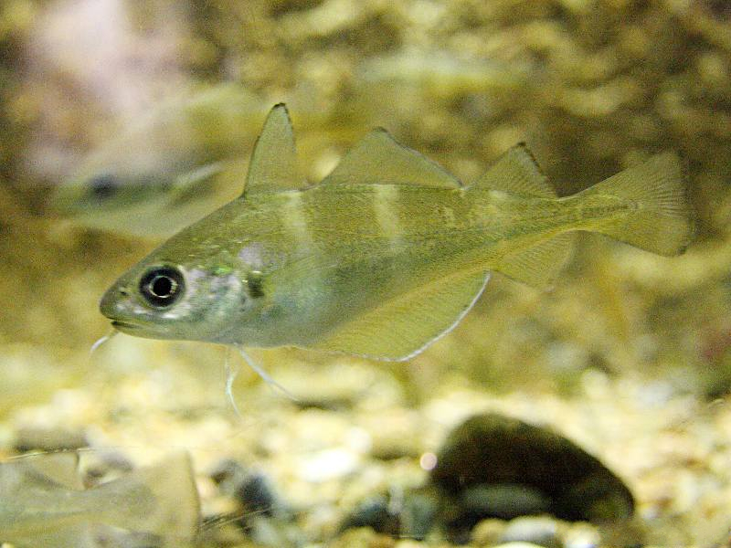 trisopterus_luscus2sd