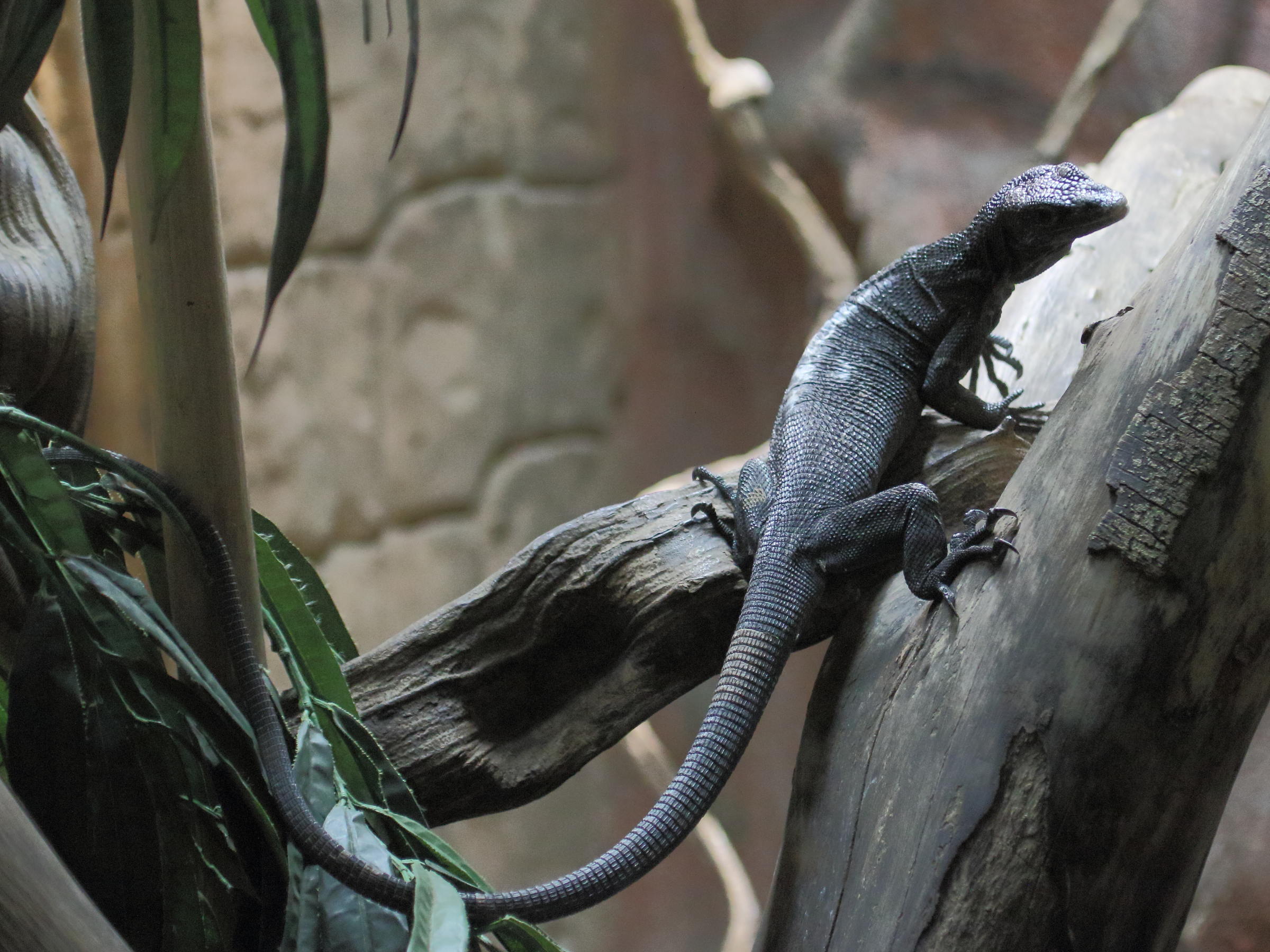 varanus_beccarii2bd