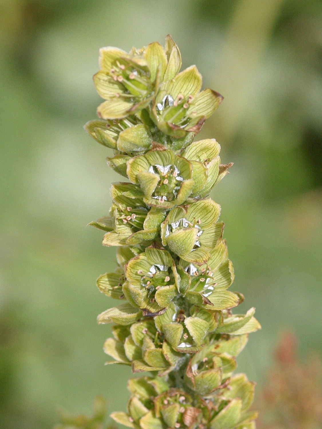 Afficher le média veratrum_album2bd veratrum_album2bd