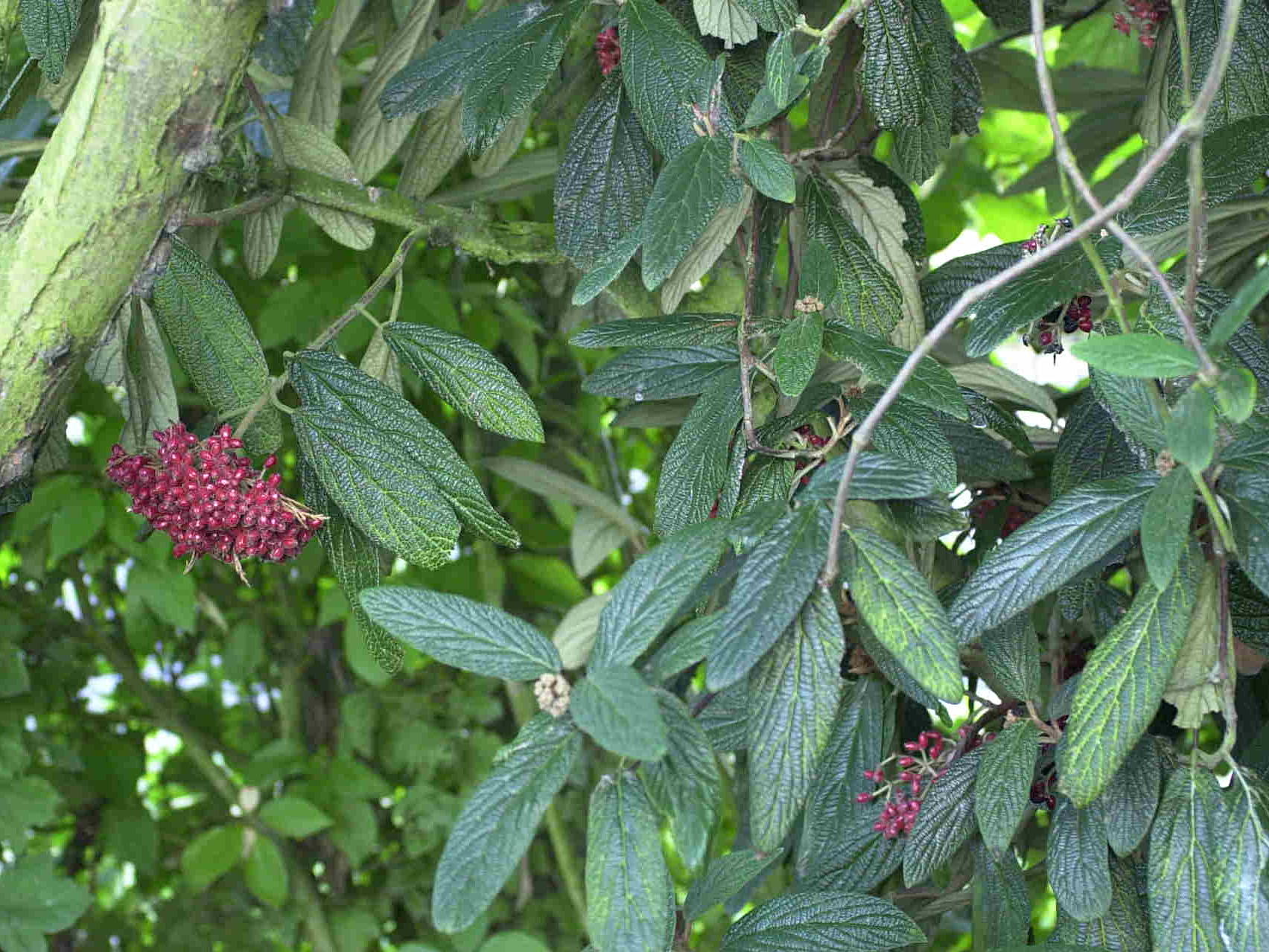 Afficher le média viburnum_rhytidophyllum3md viburnum_rhytidophyllum3md