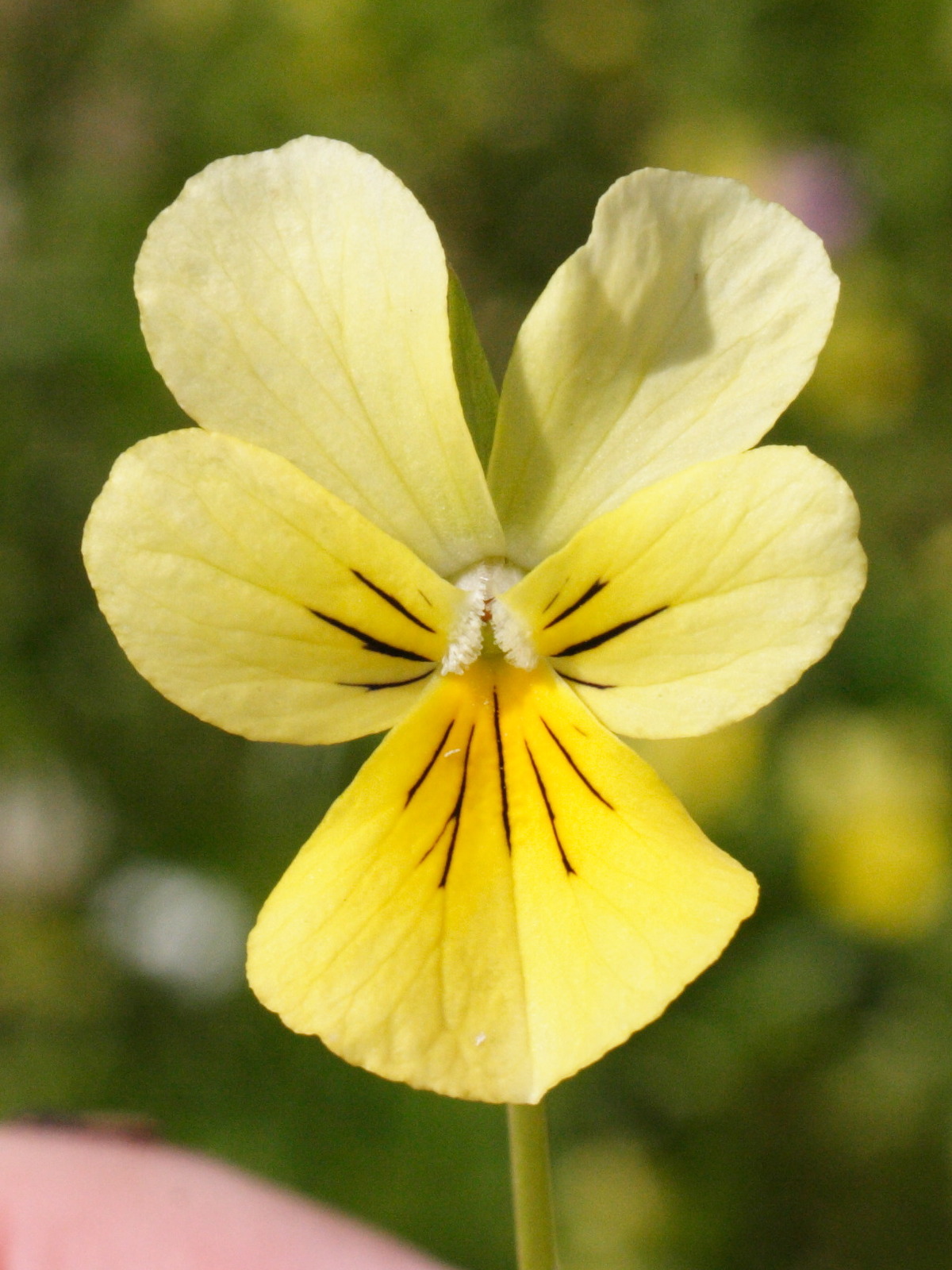 viola_calaminaria6md