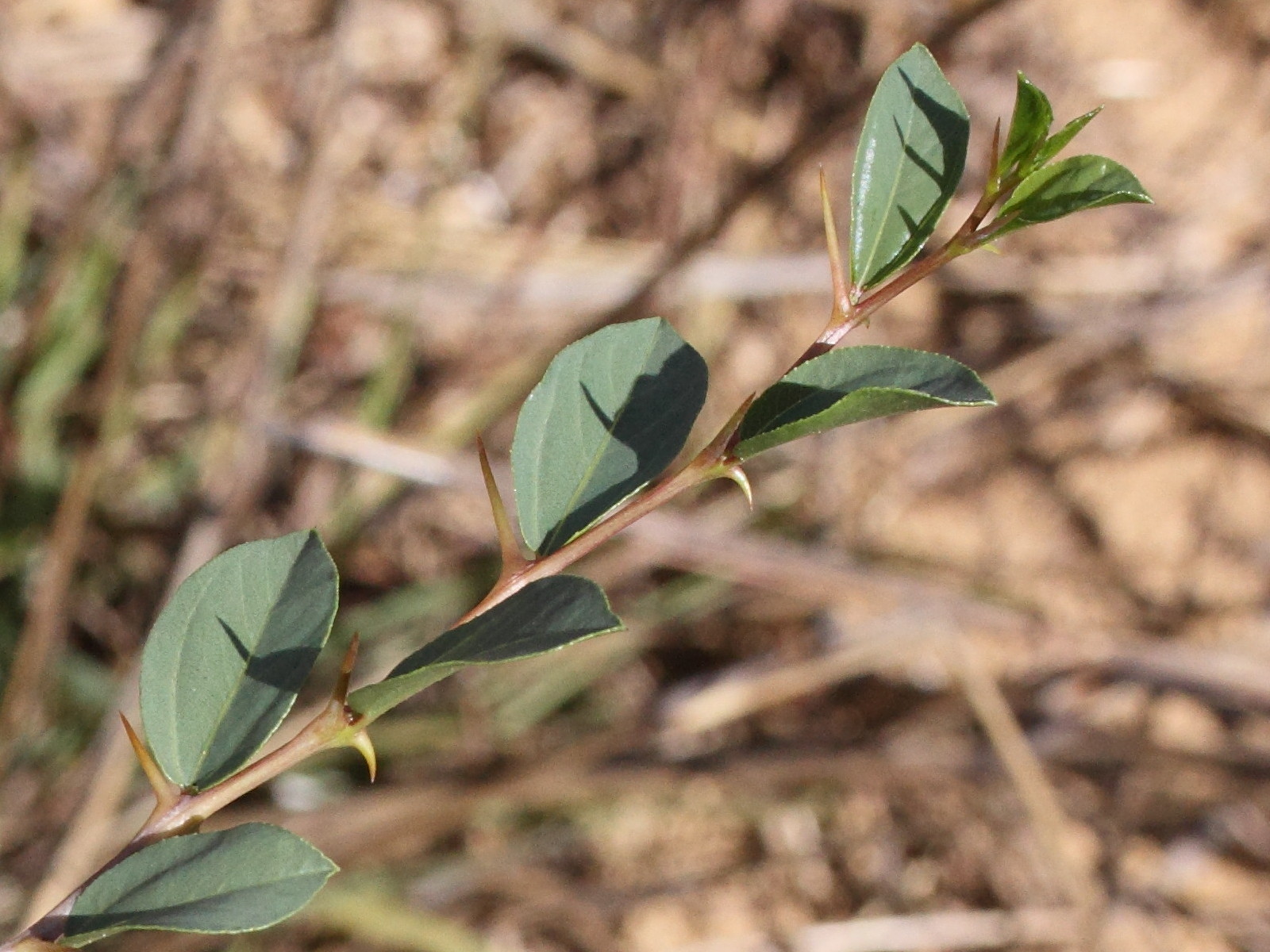 ziziphus_spina-christi2md