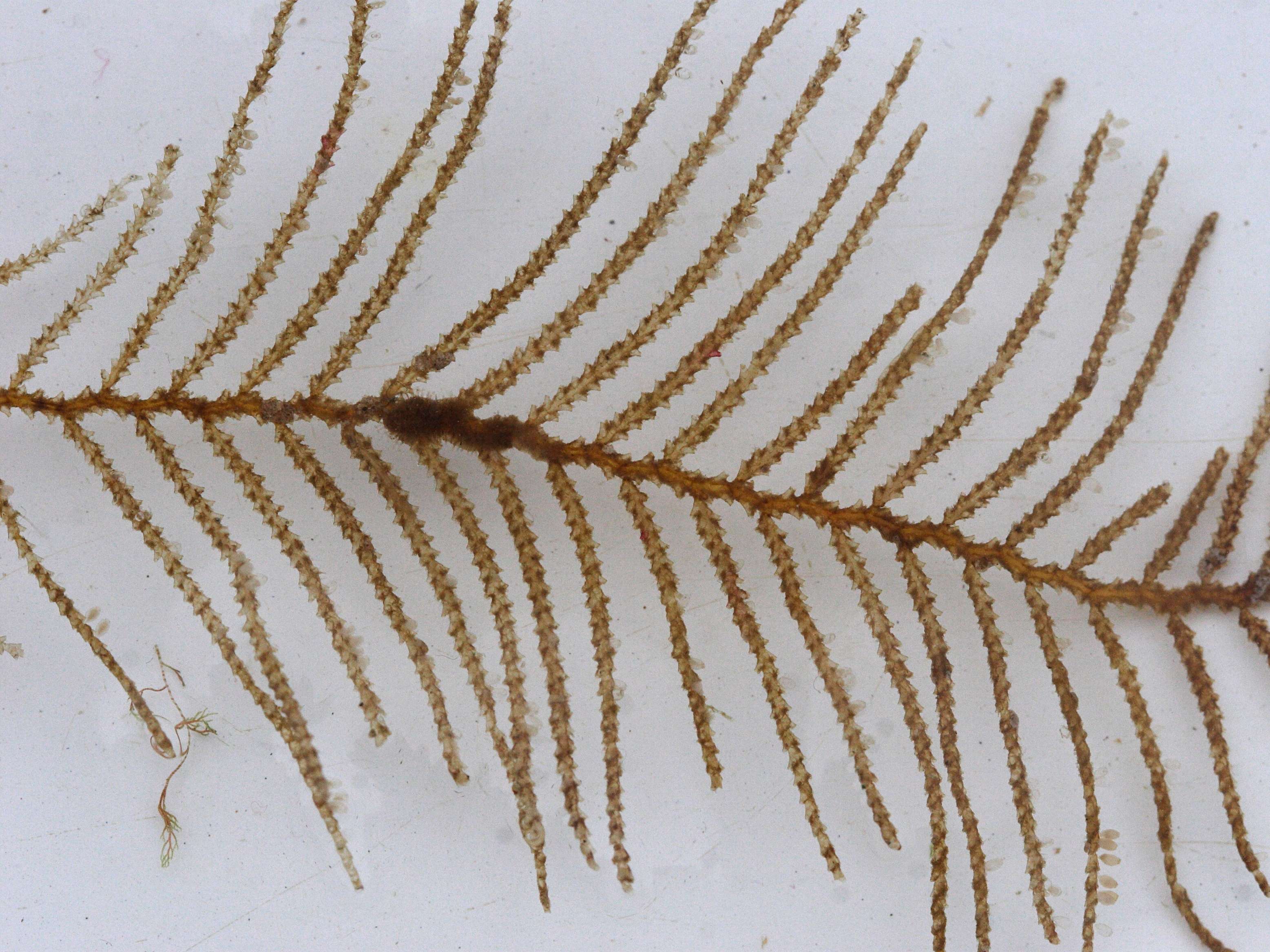 abietinaria_abietina2md