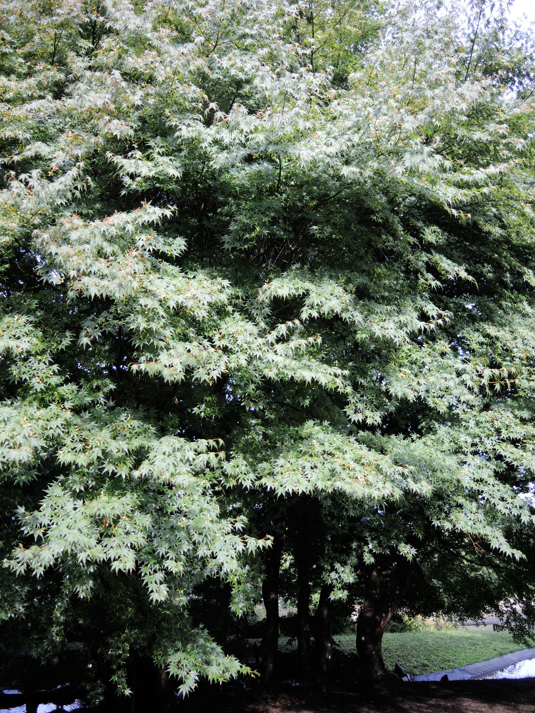 acer_japonicum1md