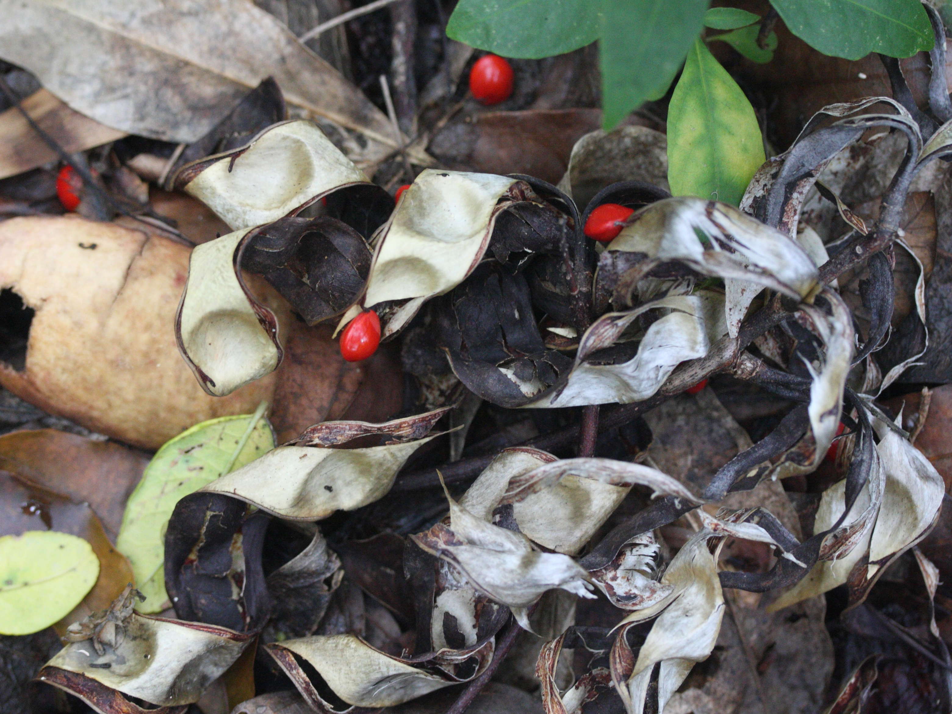 adenanthera_pavonina1md