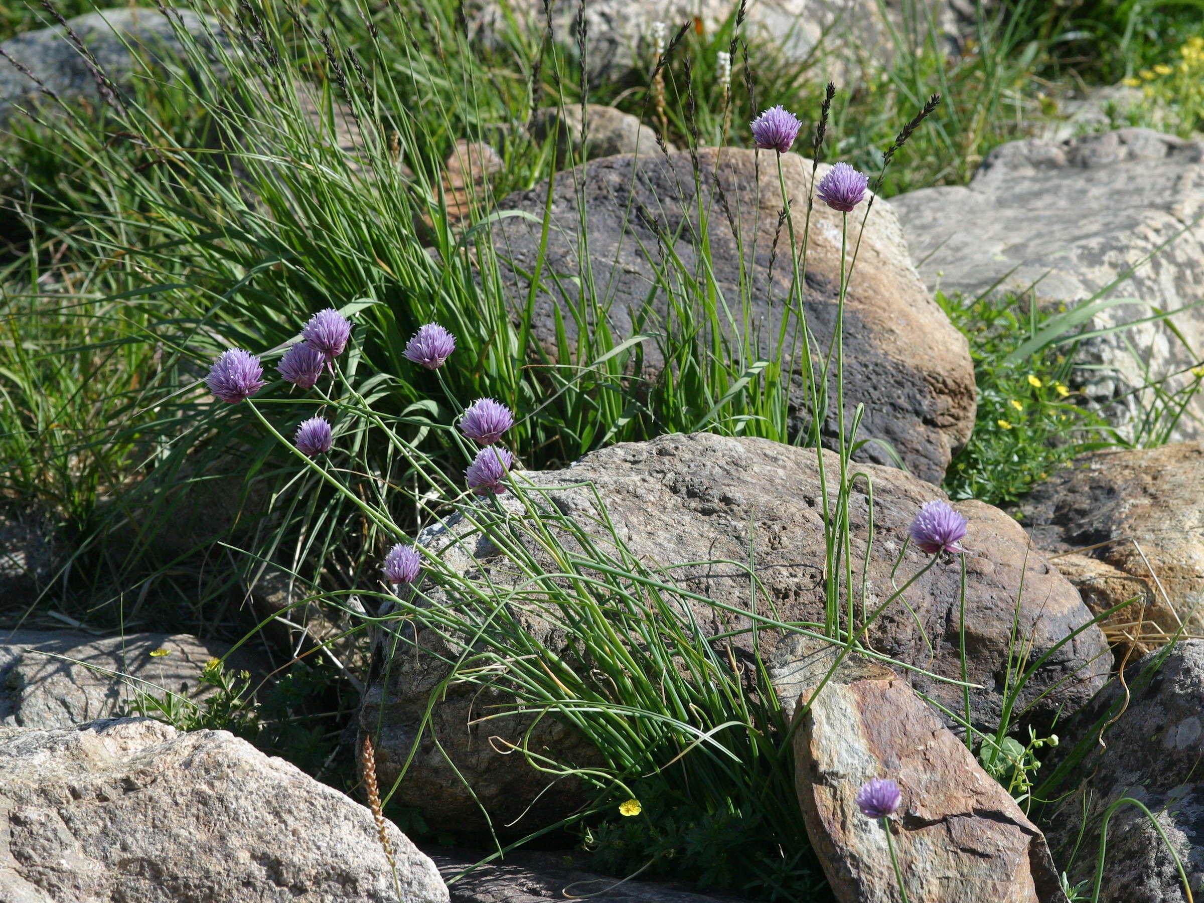 allium_schoenoprasum3bmd