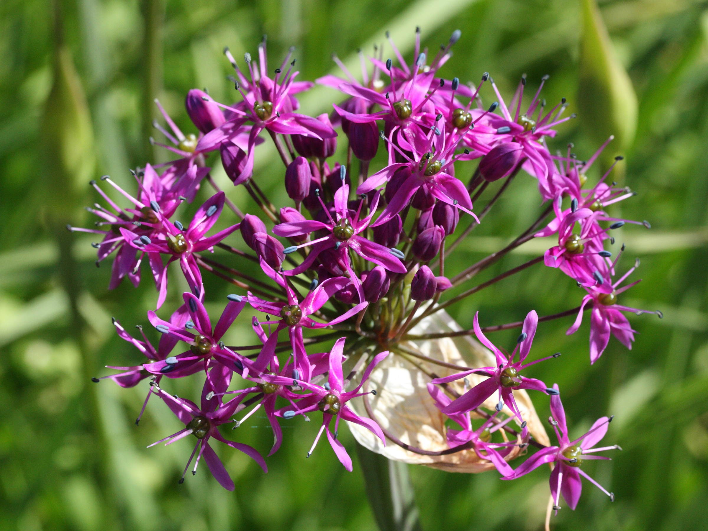 allium_stellatum2md