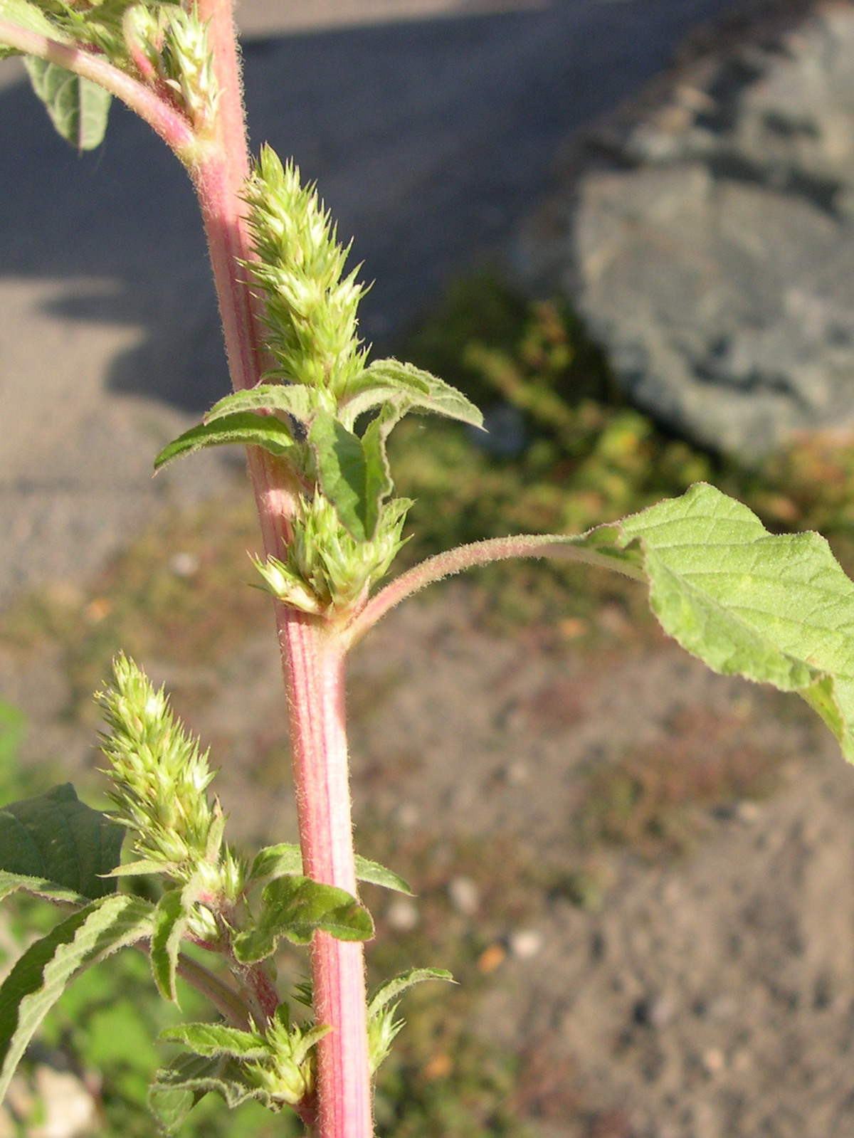 Afficher le média amaranthus_retroflexus2md amaranthus_retroflexus2md