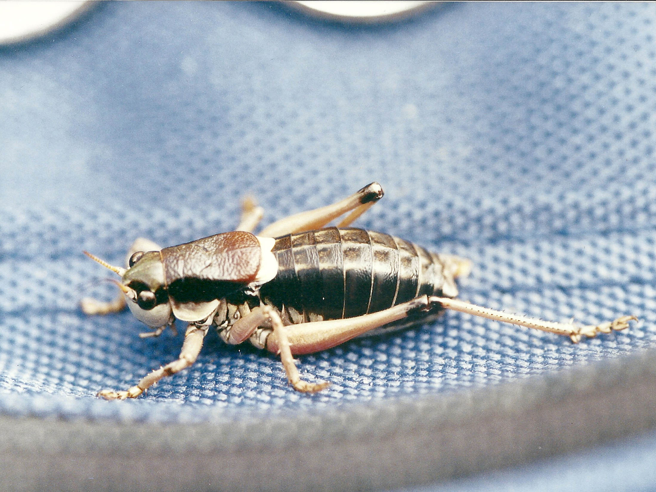 anonconotus_ghiliari4md