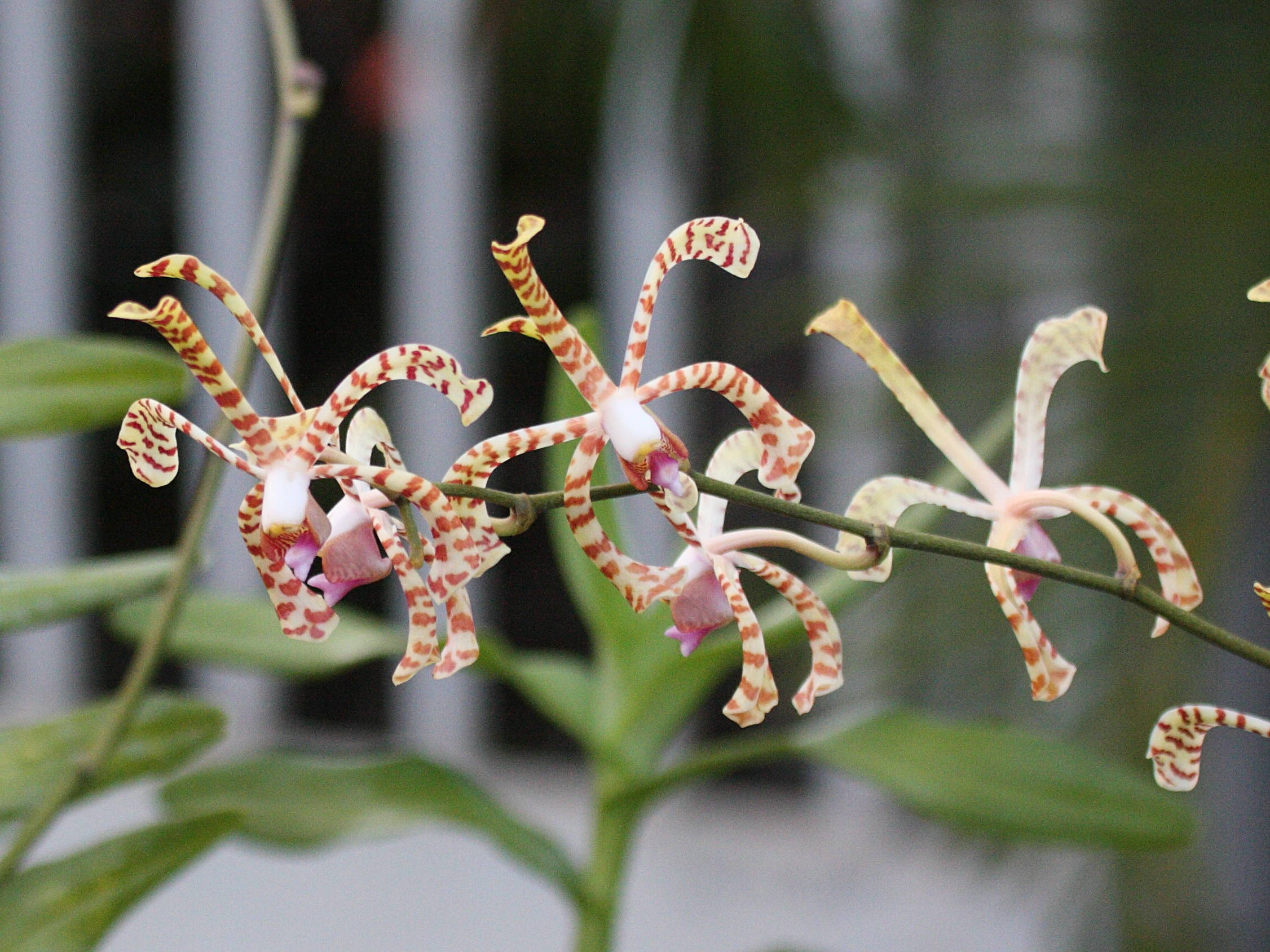 arachnis_flos-aeris1bd