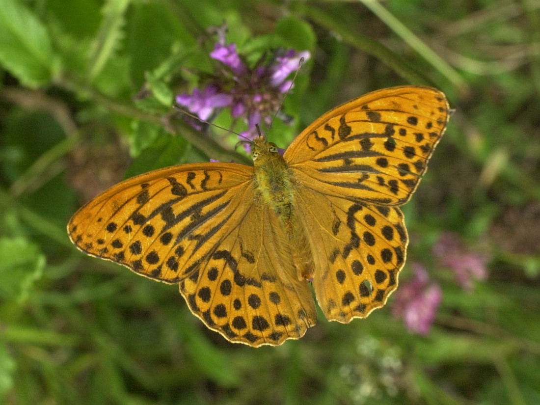 argynnis_paphia1bmd