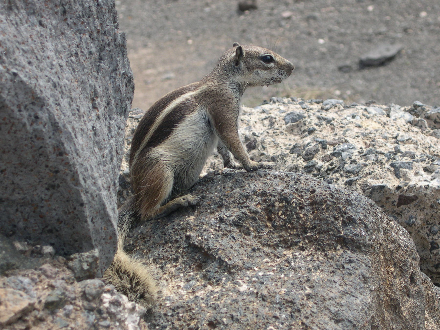 atlantoxerus_getulus3fca