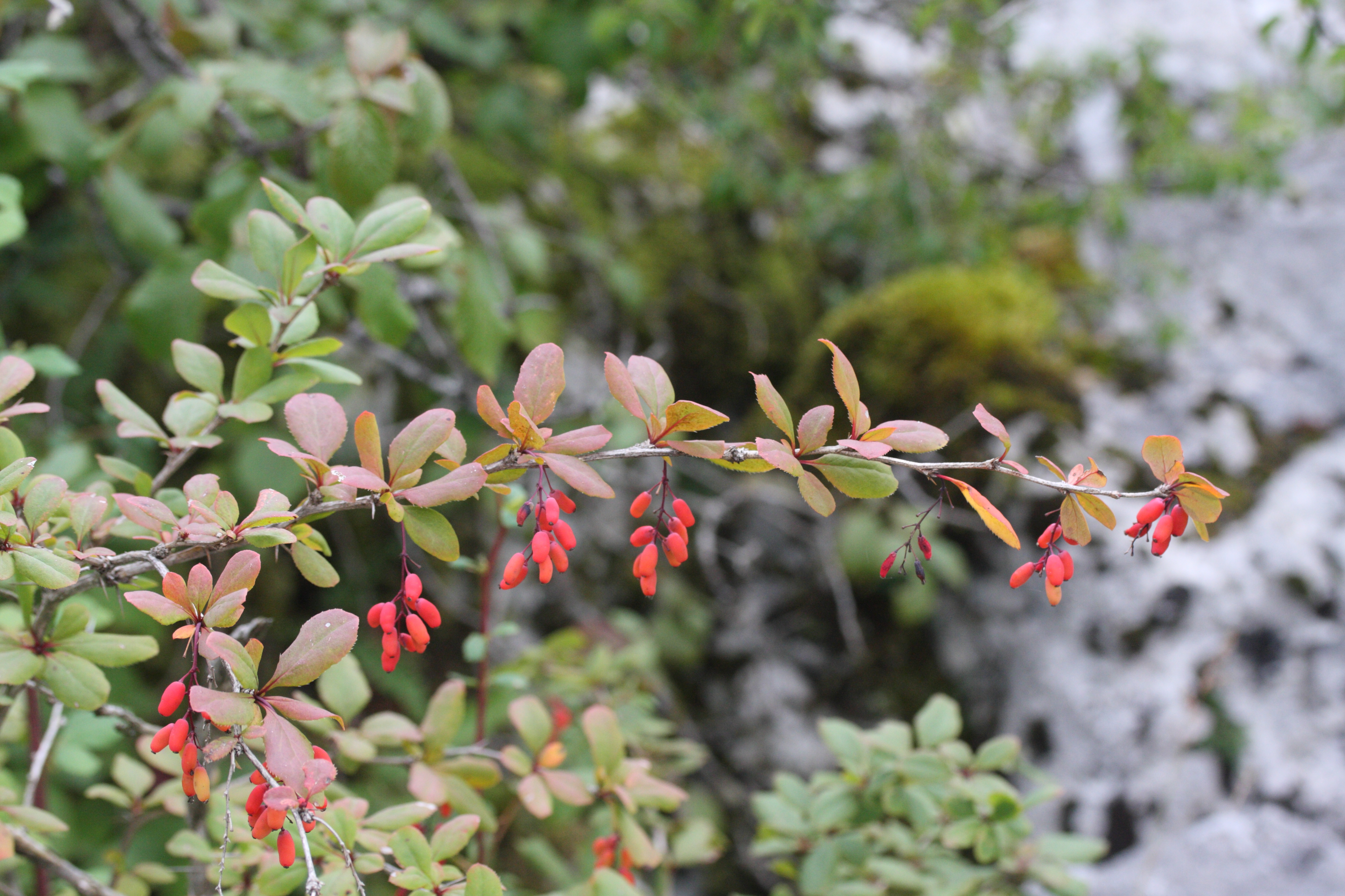 berberis_vulgaris5md