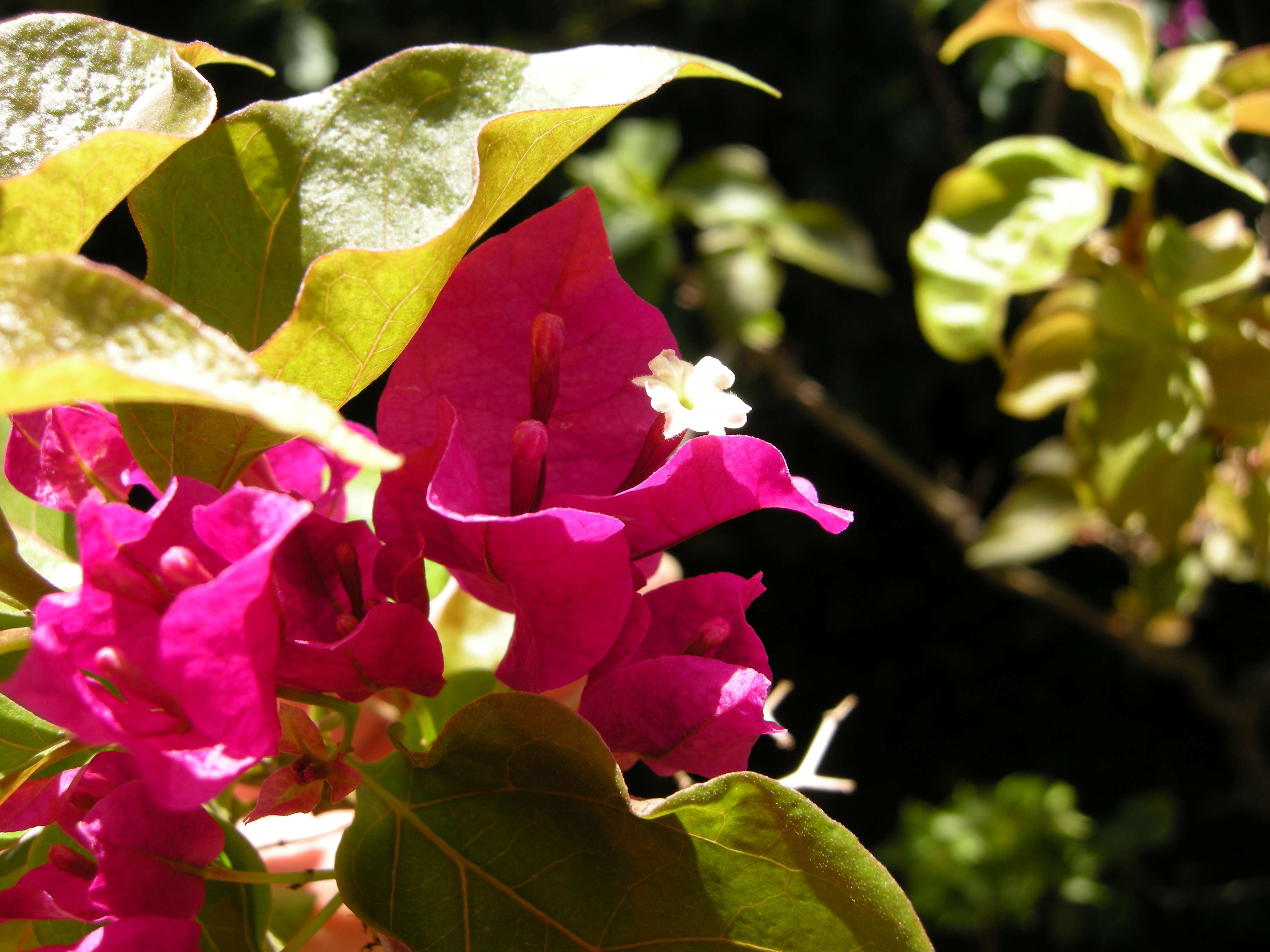 bougainvillea_spectabilis5md