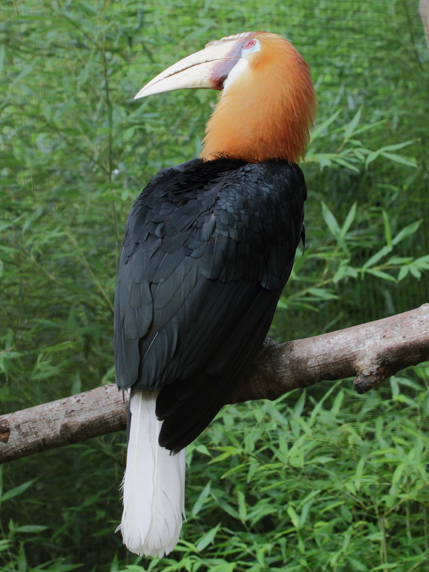 calao_papou_-_rhyticeros_plicatus3bd