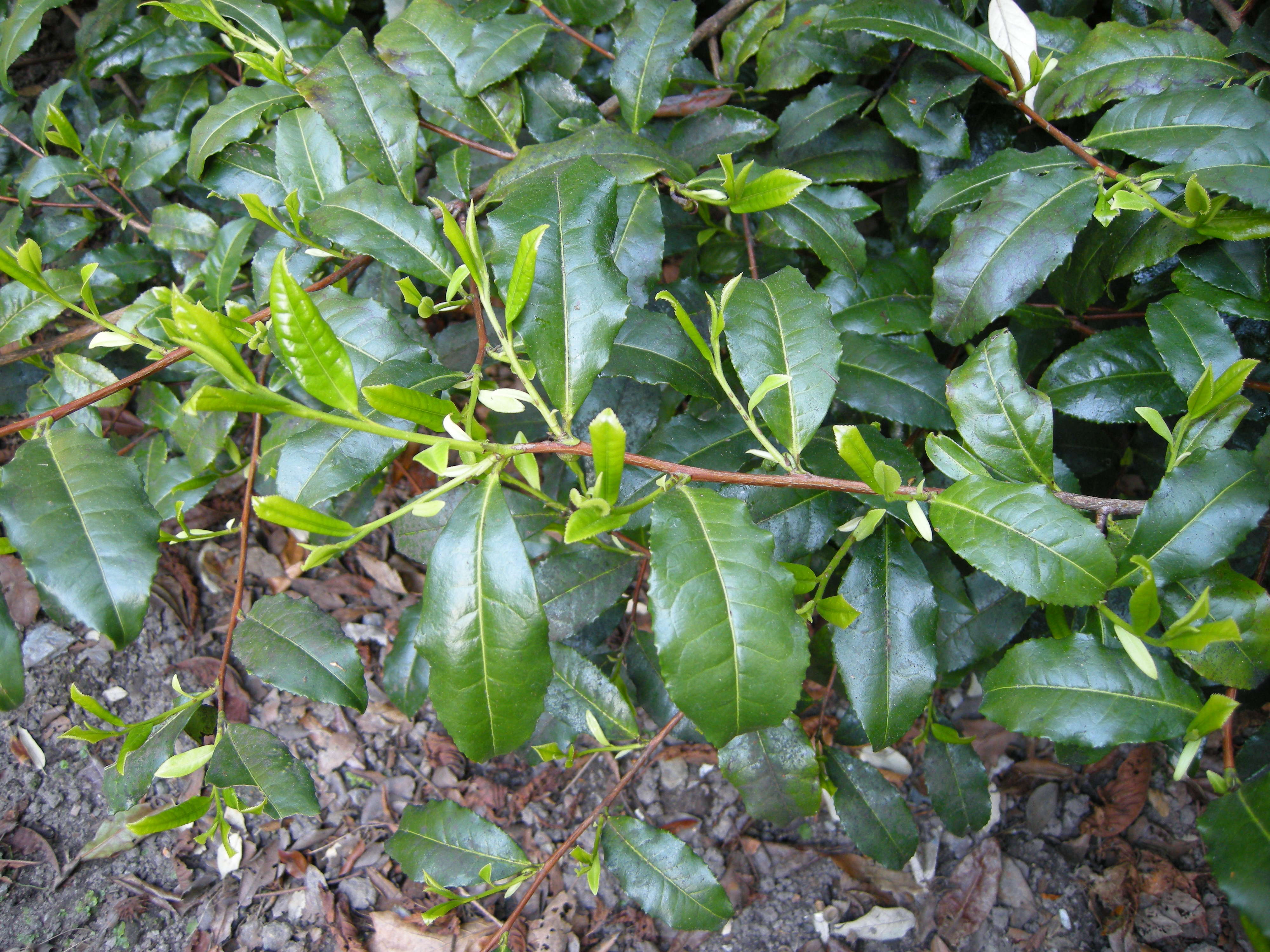 camellia_sinensis2md