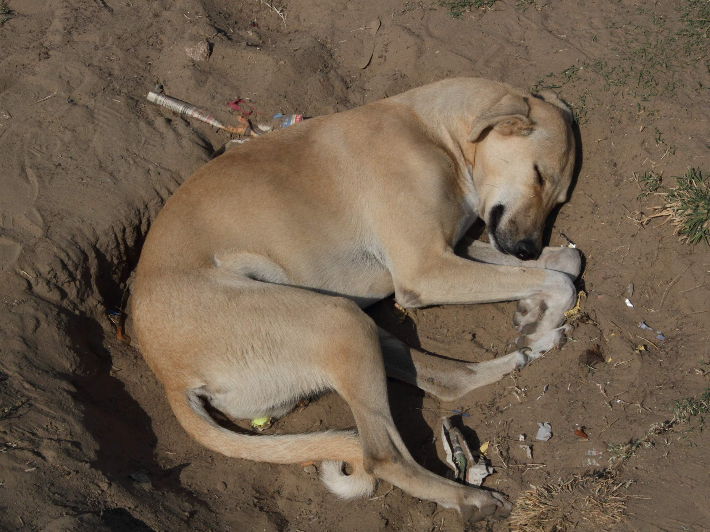 canis_lupus_familiaris1md