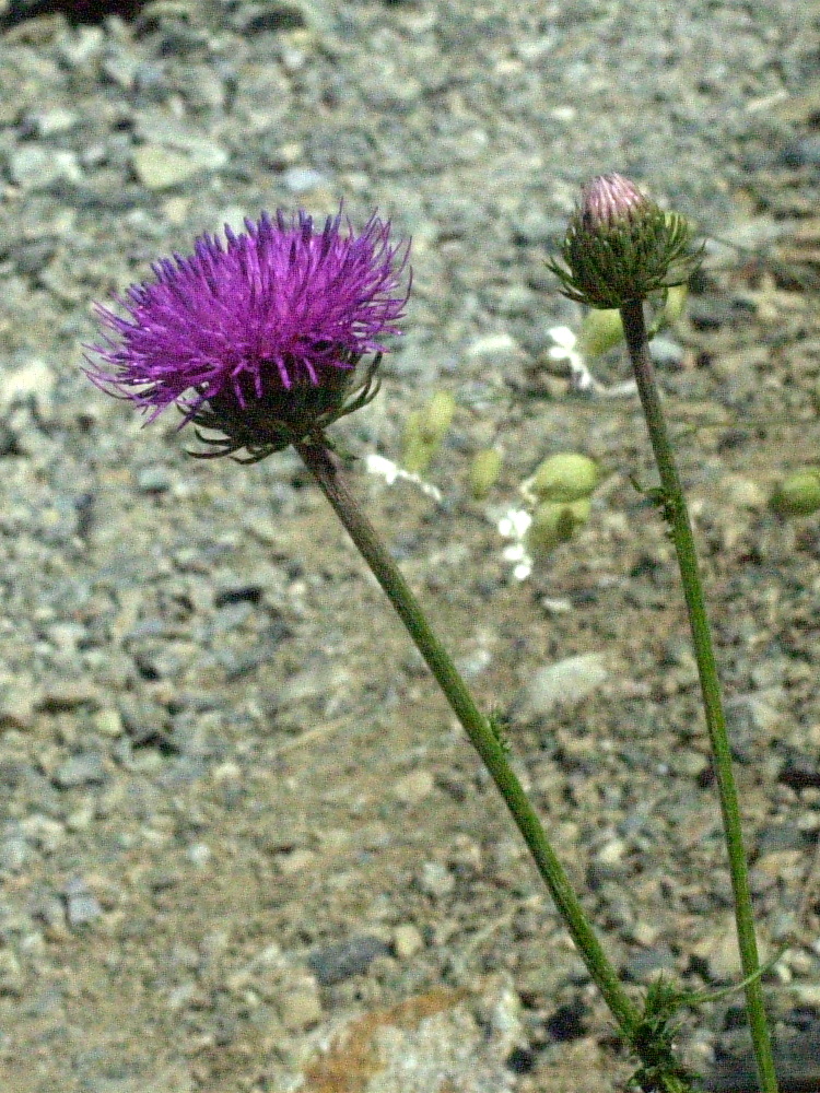 Afficher le média carduus_defloratus2amd carduus_defloratus2amd