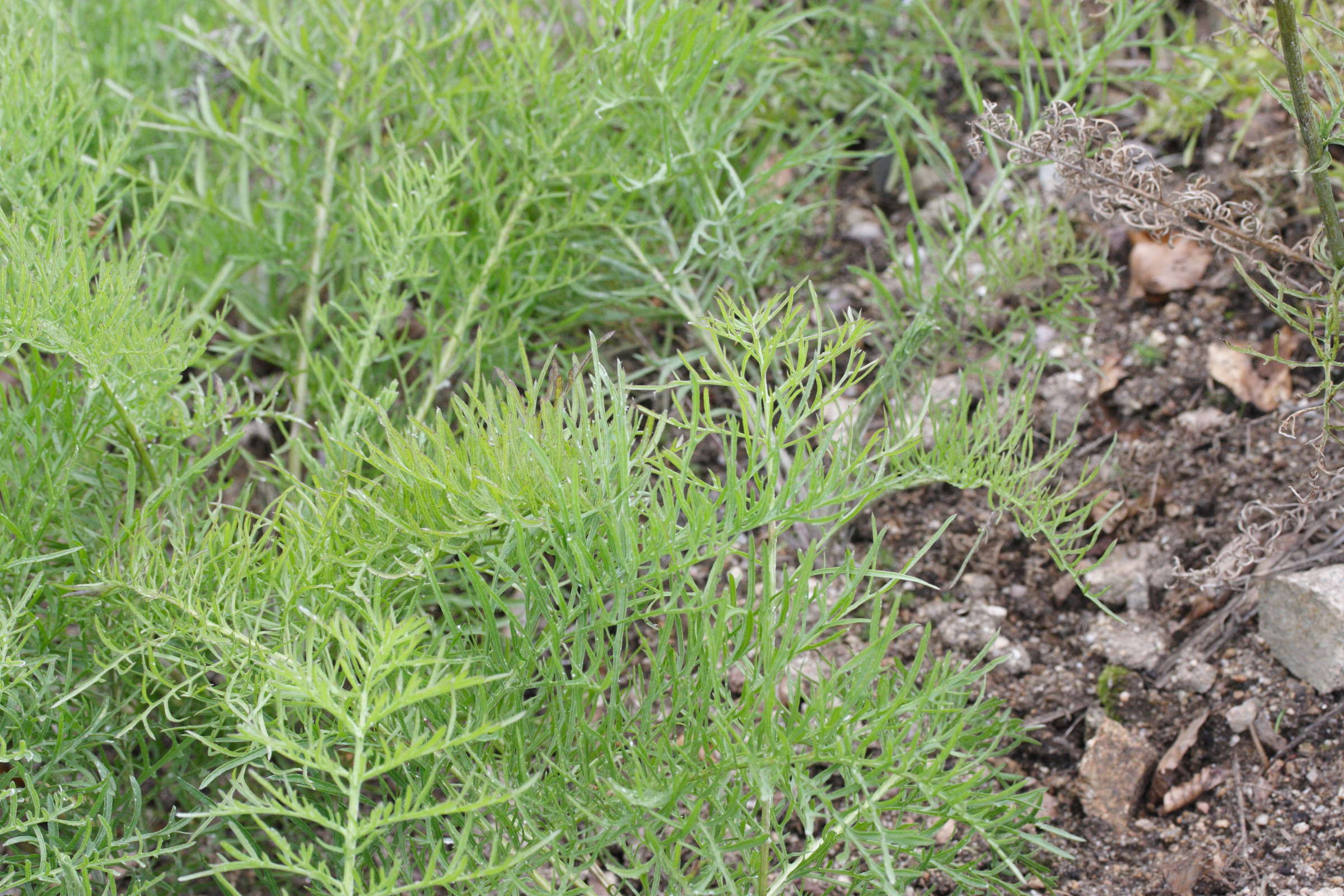 Afficher le média centaurea_atropurpurea1md centaurea_atropurpurea1md