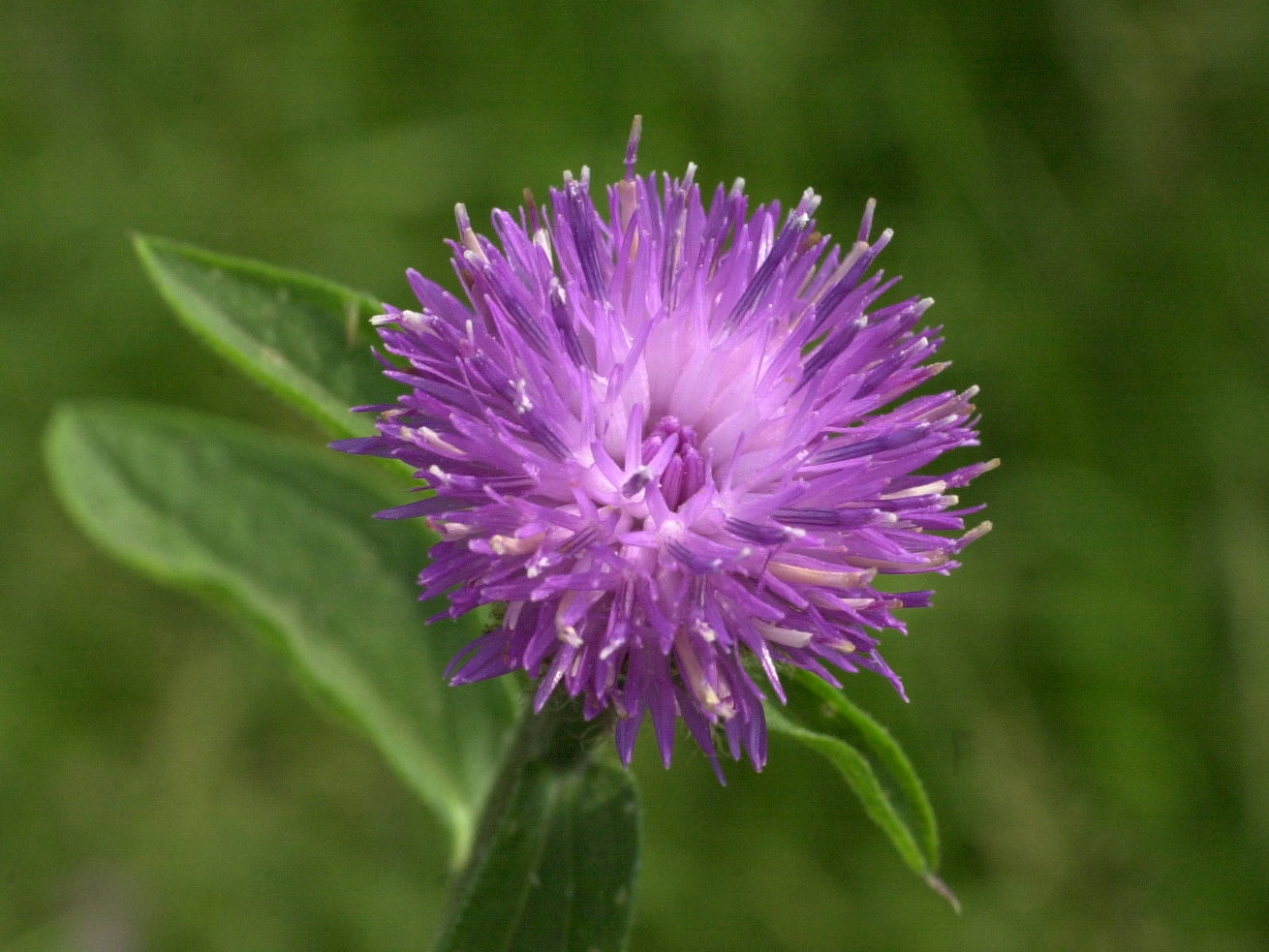 Afficher le média centaurea_jacea_grandiflora4md centaurea_jacea_grandiflora4md