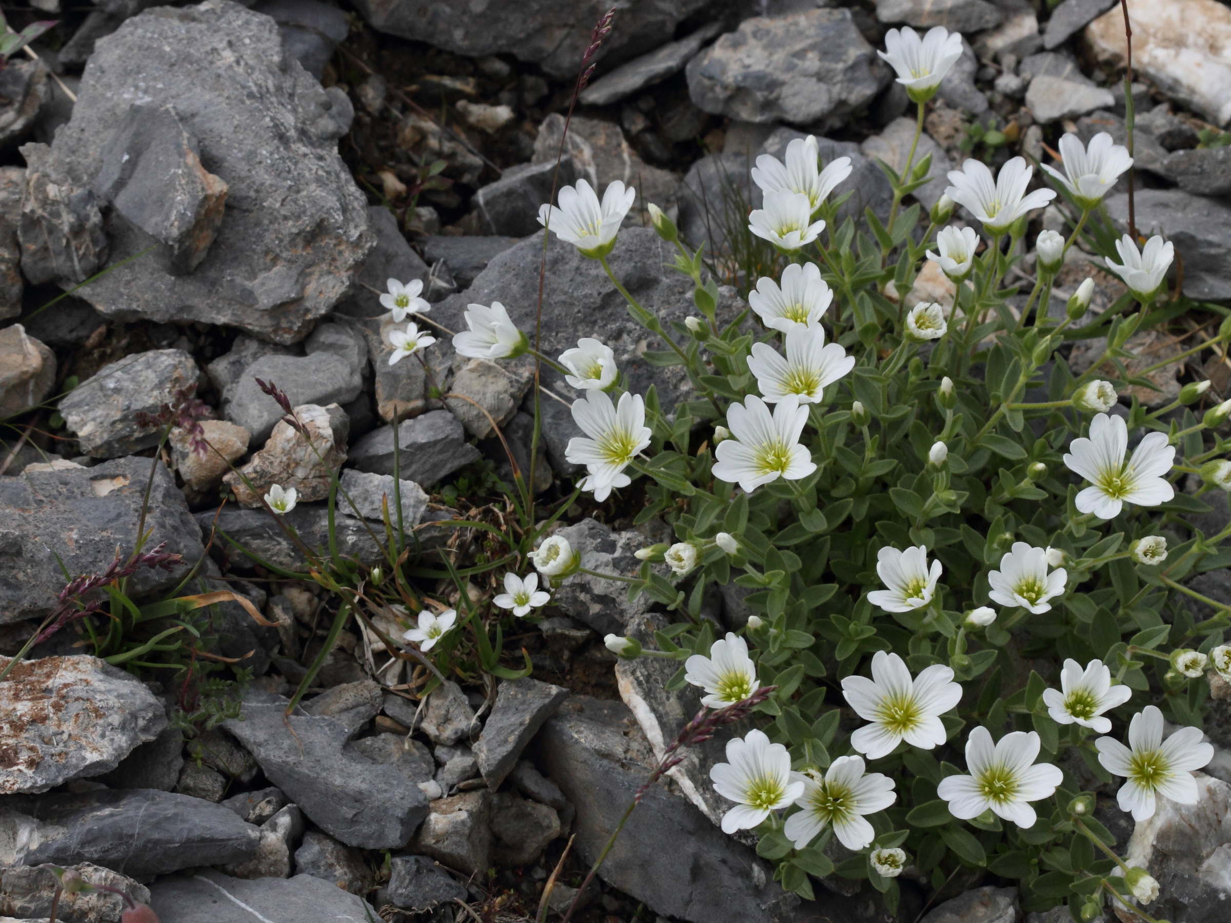 Afficher le média cerastium_alpinum1bd cerastium_alpinum1bd