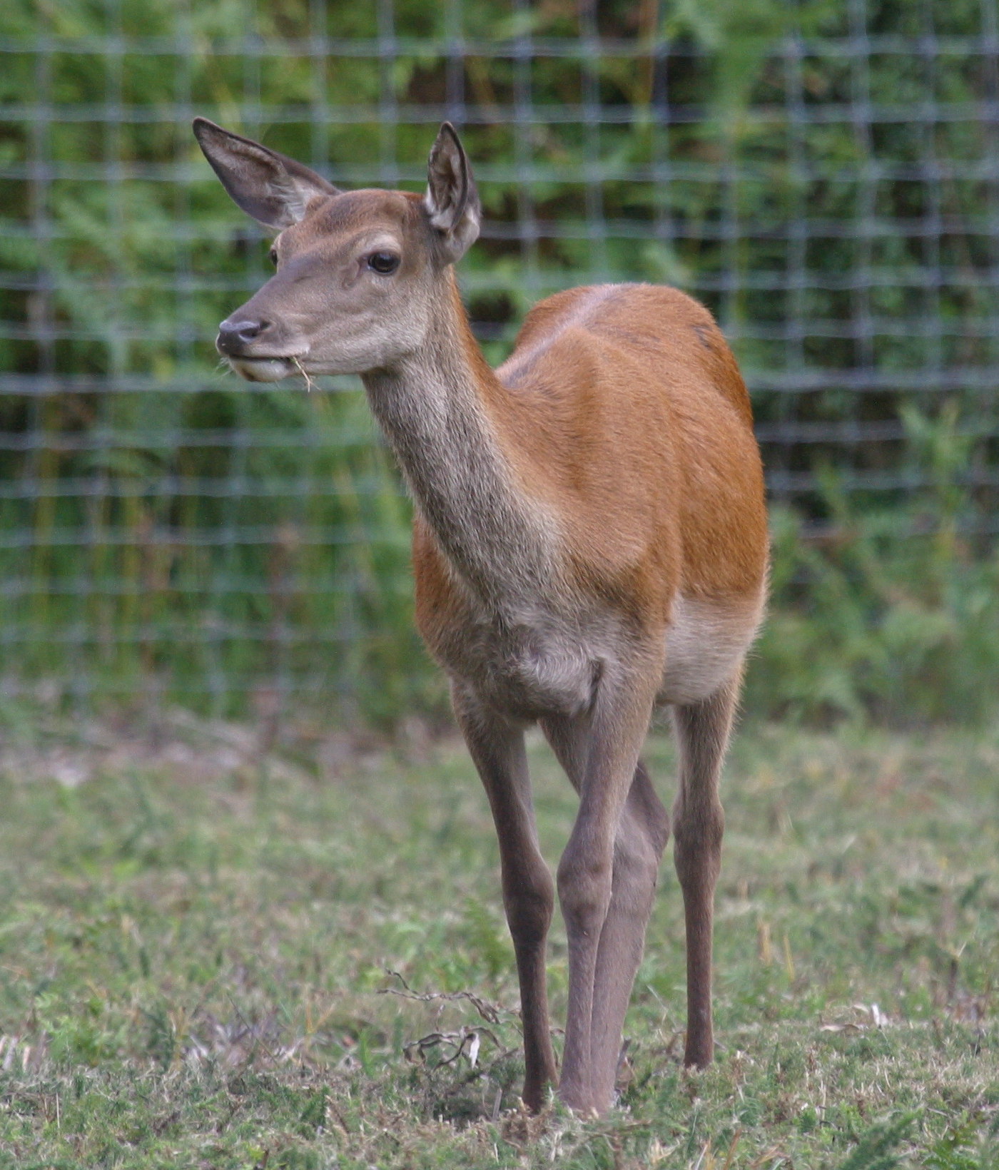 cervus_elaphus_yarkandensis4bd