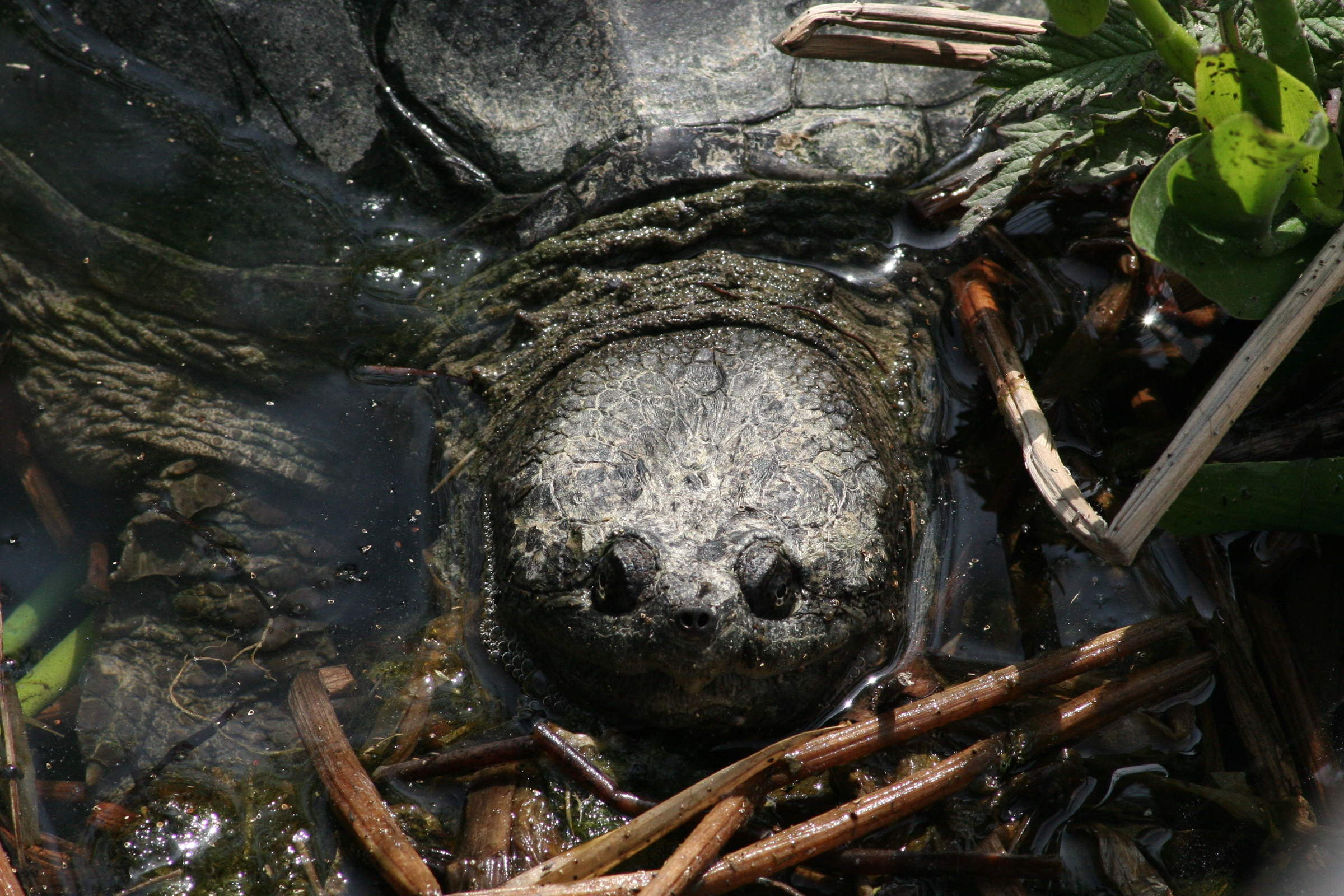 chelydra_serpentina2md