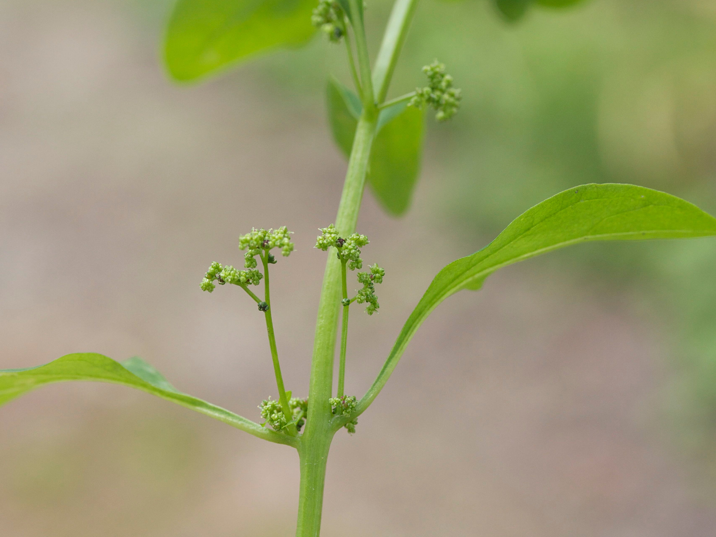 Afficher le média chenopodium_polyspermum3md chenopodium_polyspermum3md