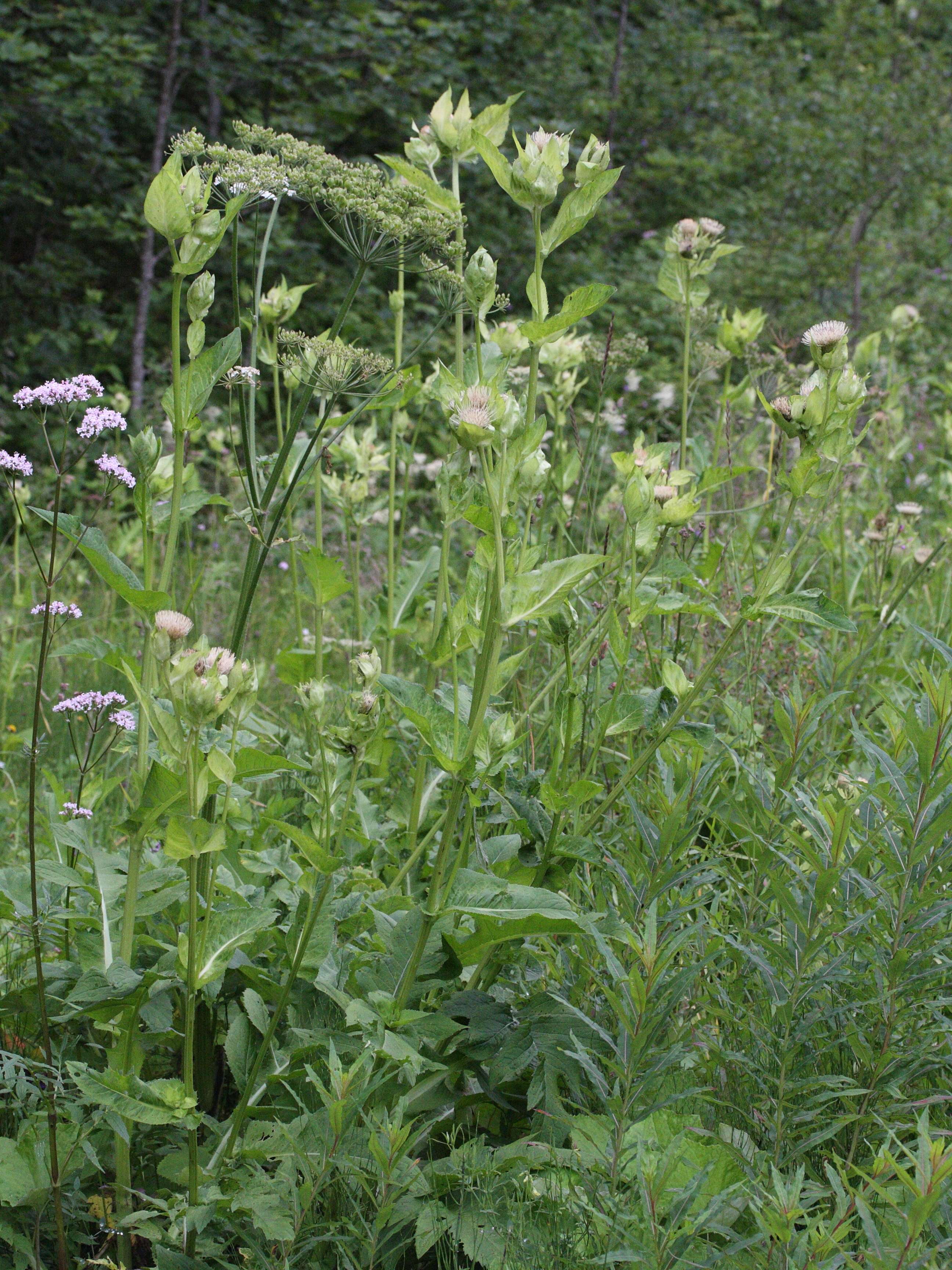 Afficher le média cirsium_oleraceum1bmd cirsium_oleraceum1bmd
