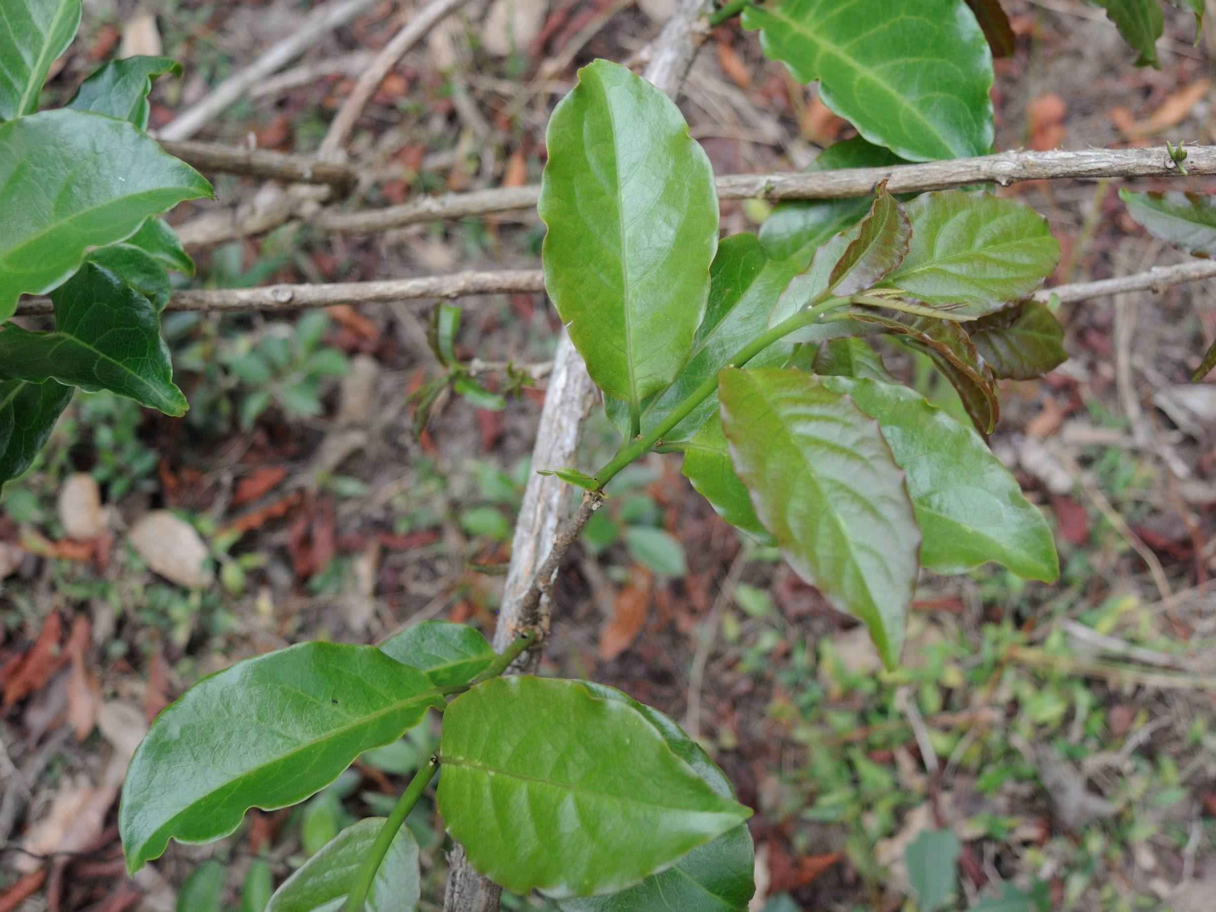 Afficher le média combretum_coccineum3md combretum_coccineum3md