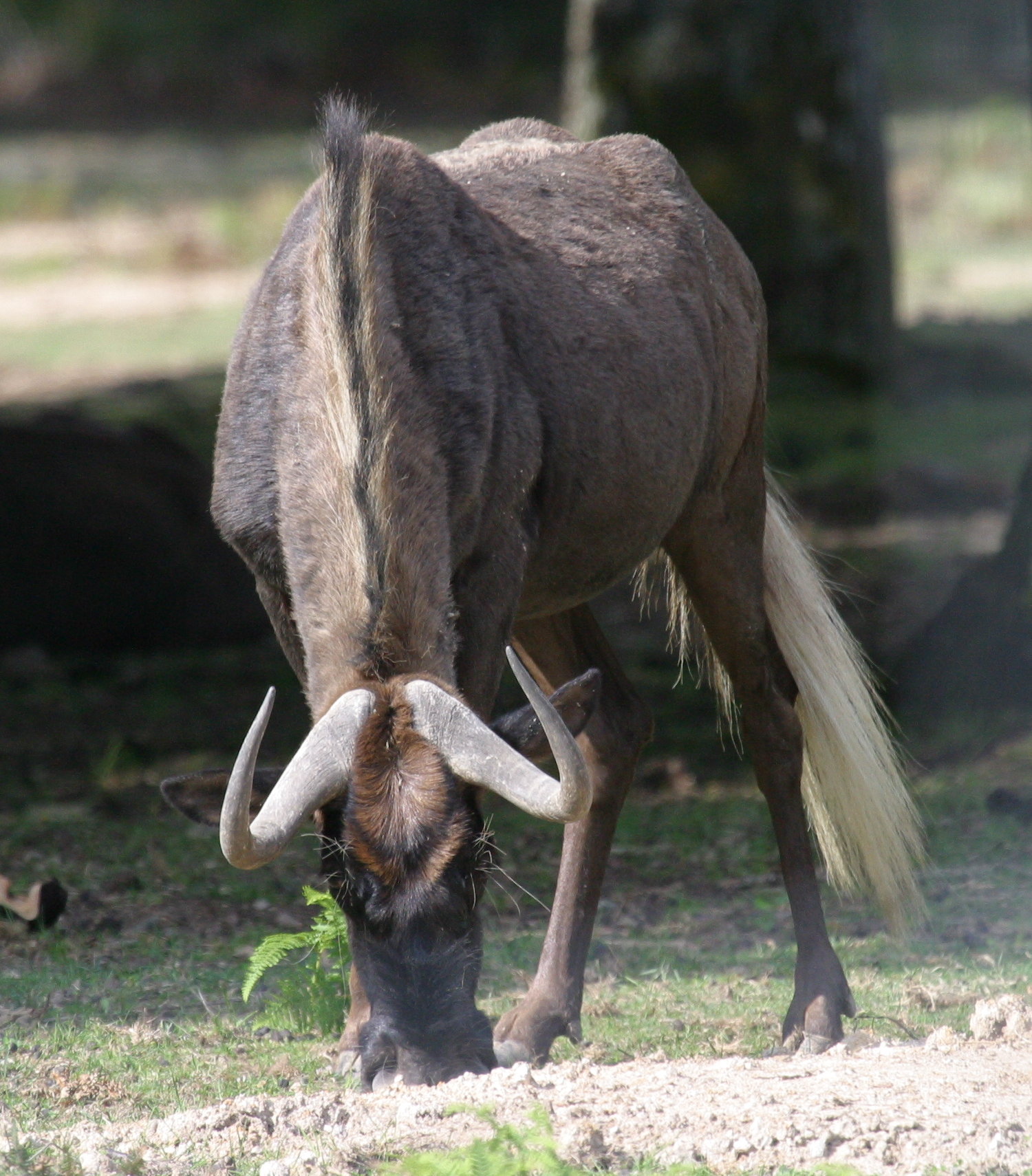 connochaetes_gnou2bd