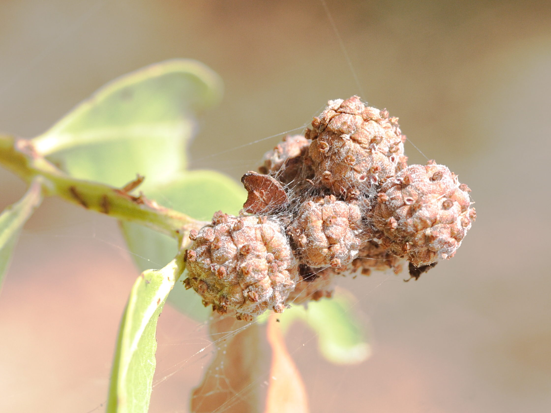 conocarpus_erectus4md