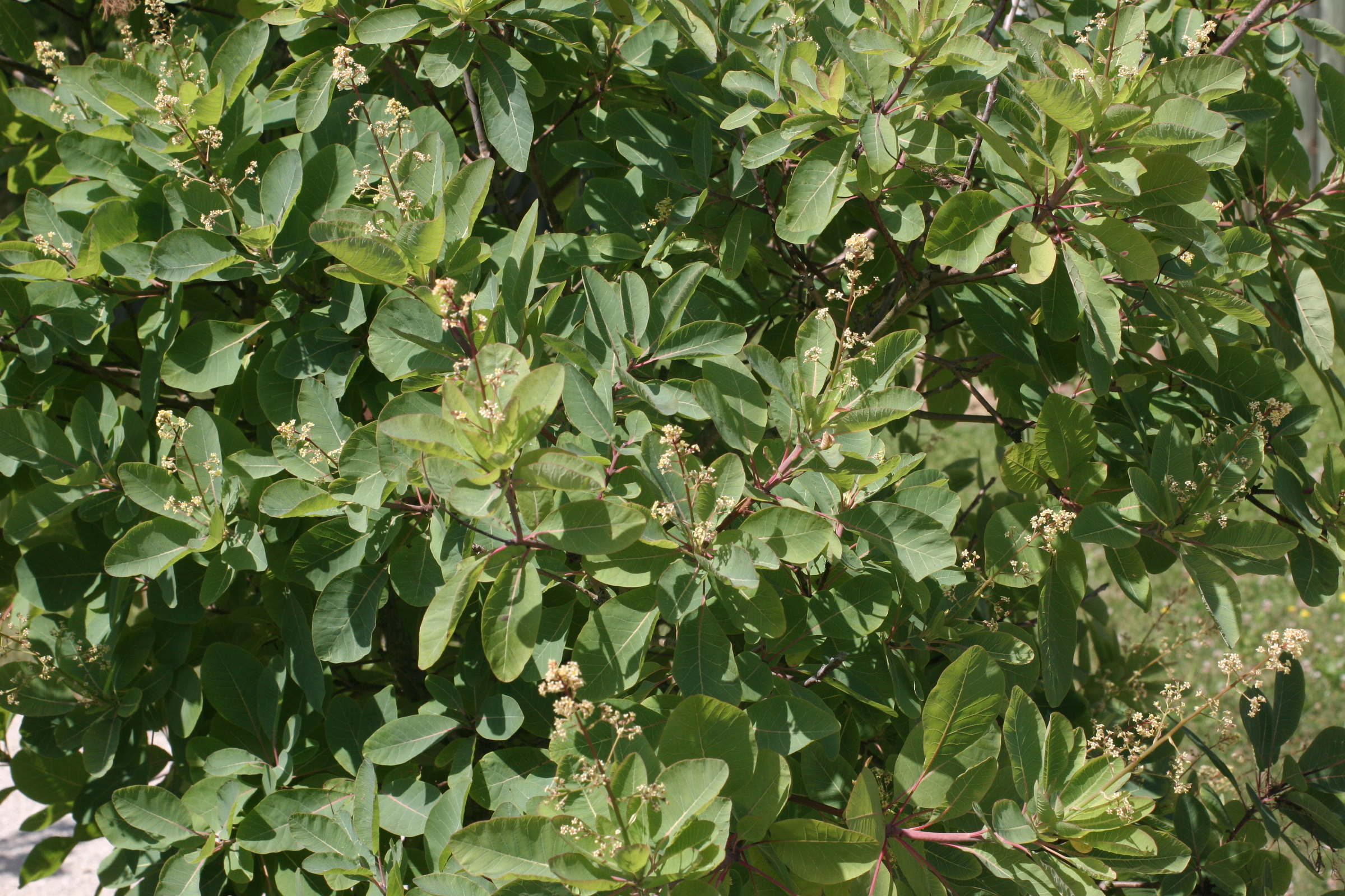 cotinus_obovatus2md