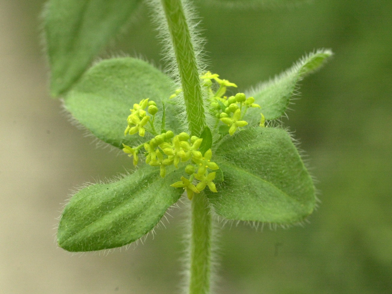 Afficher le média cruciata_laevipes2md cruciata_laevipes2md