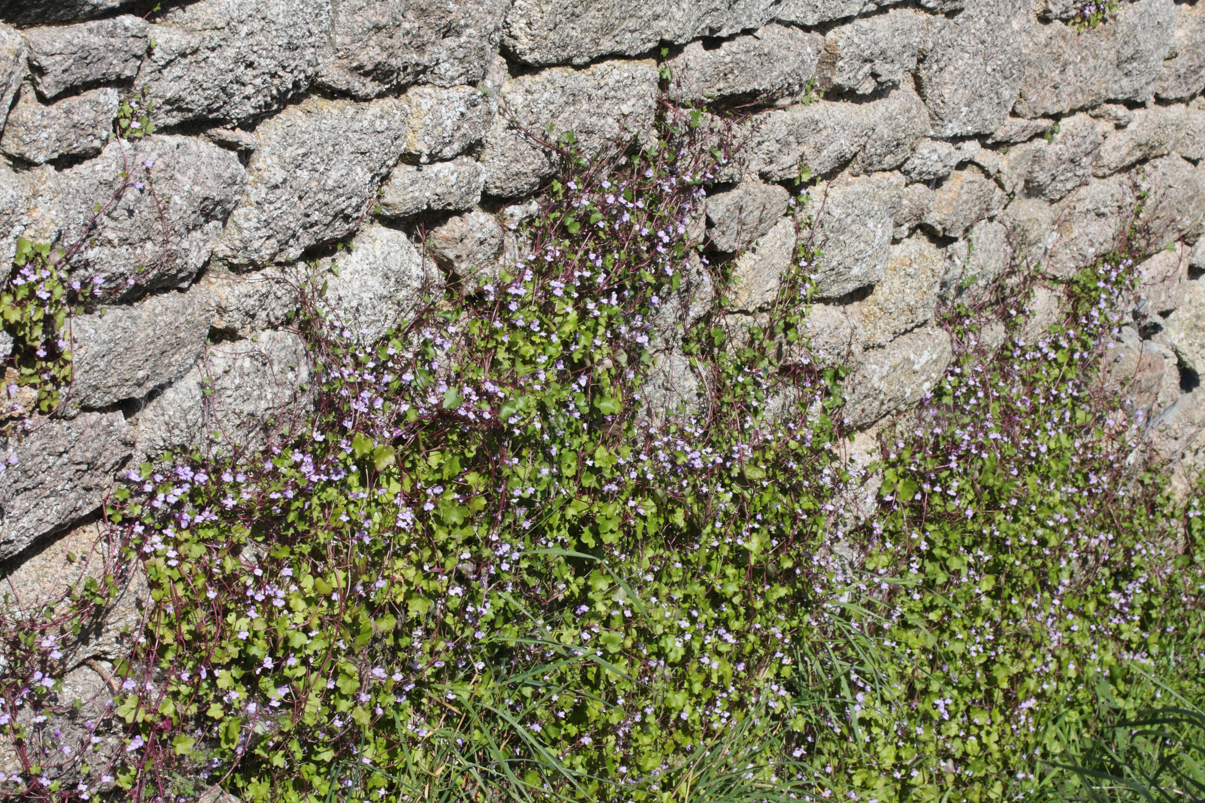 Afficher le média cymbalaria_muralis1md cymbalaria_muralis1md