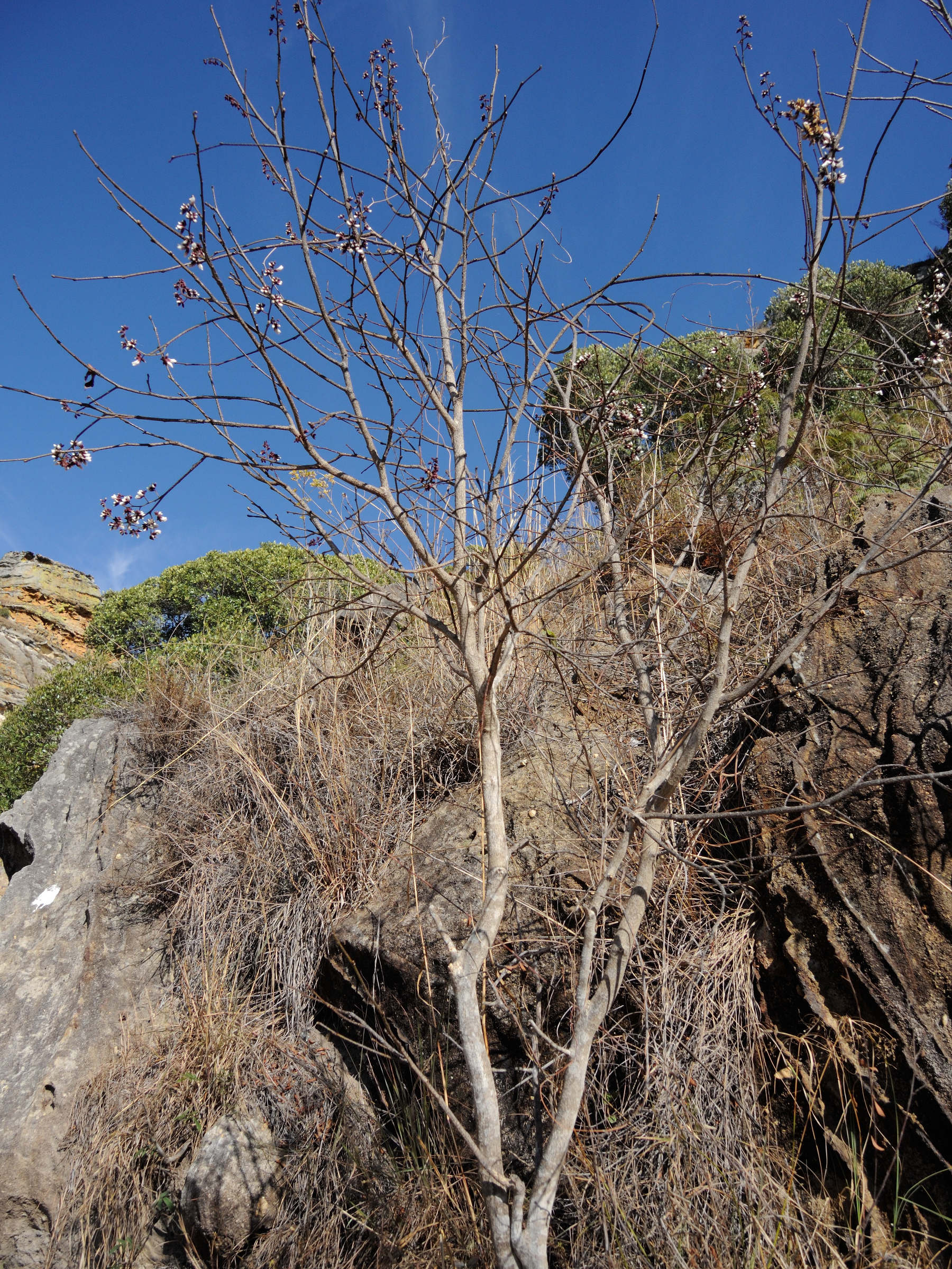 dalbergia_tricolor3md