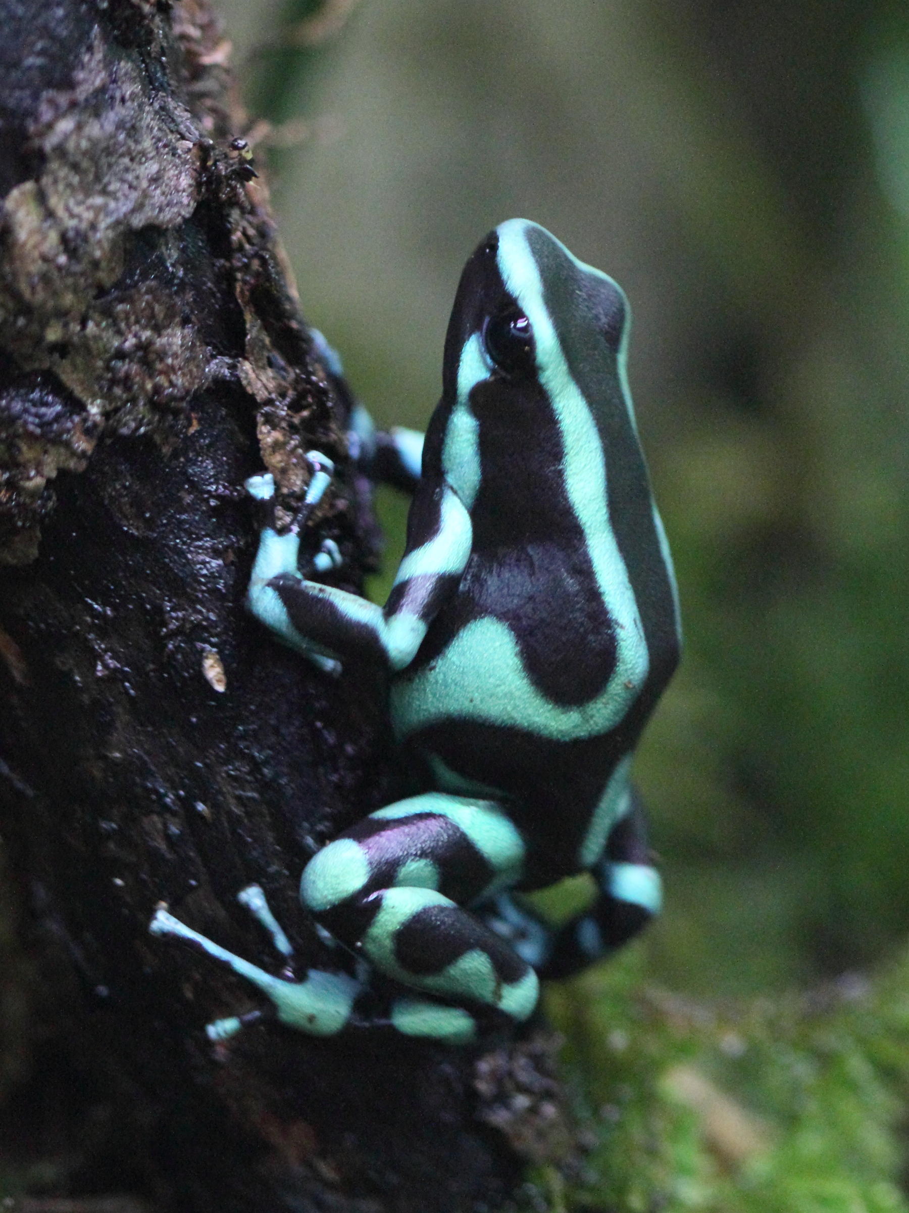 dendrobates_auratus3bd