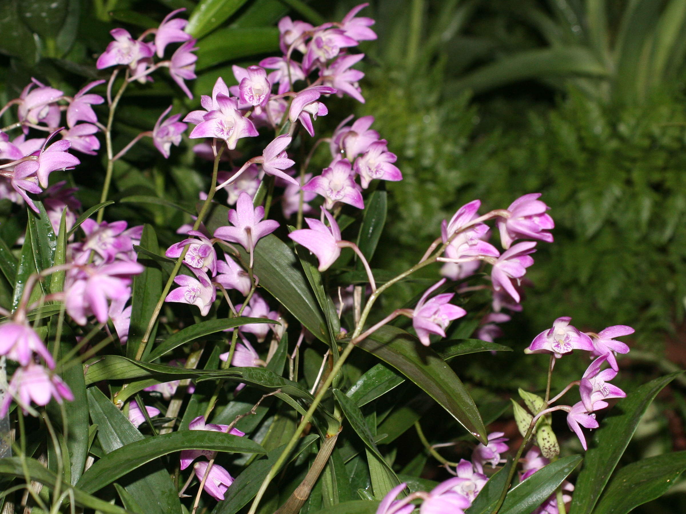 Afficher le média dendrobium_kingianum3md dendrobium_kingianum3md