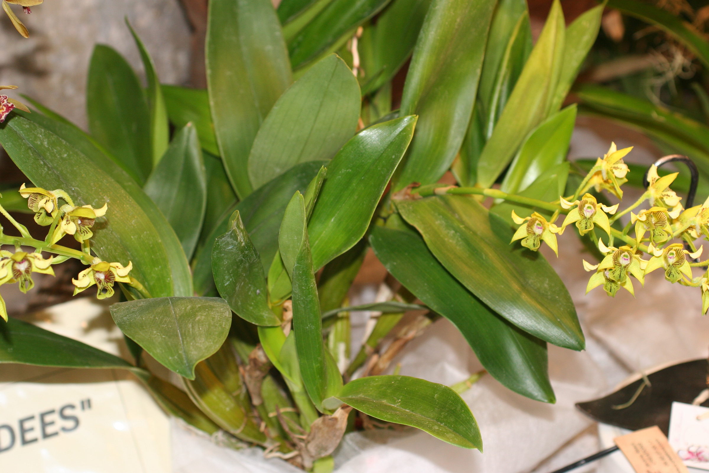 dendrobium_macrophyllum1md