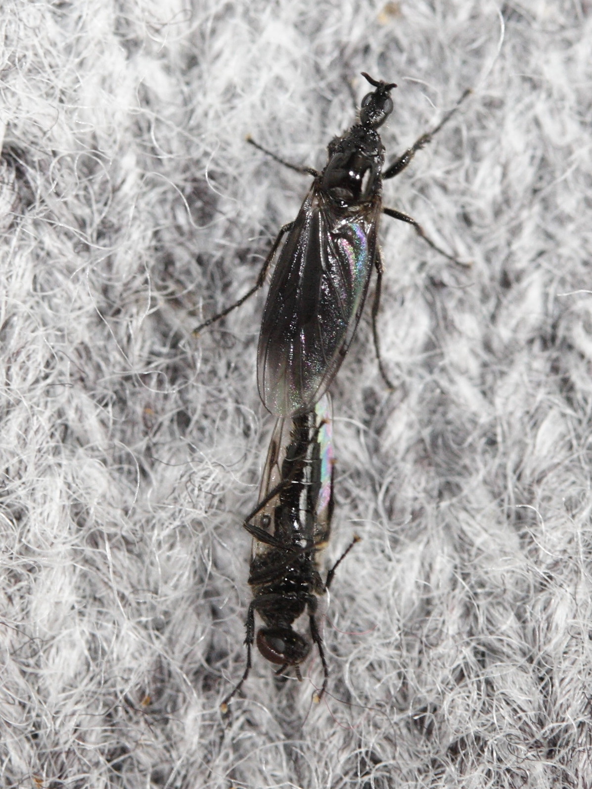 dilophus_febrilis2bd