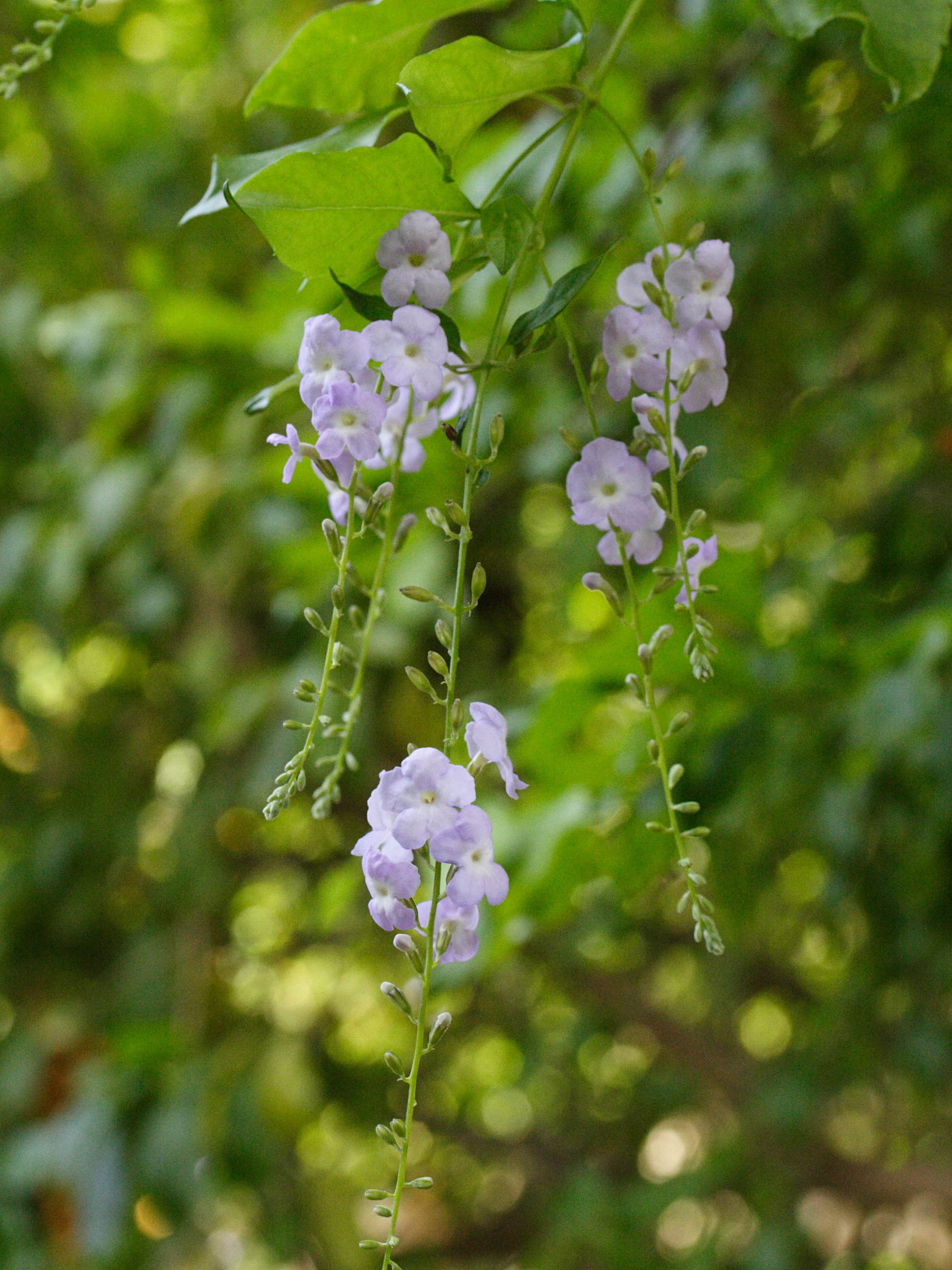 Afficher le média duranta_erecta6md duranta_erecta6md