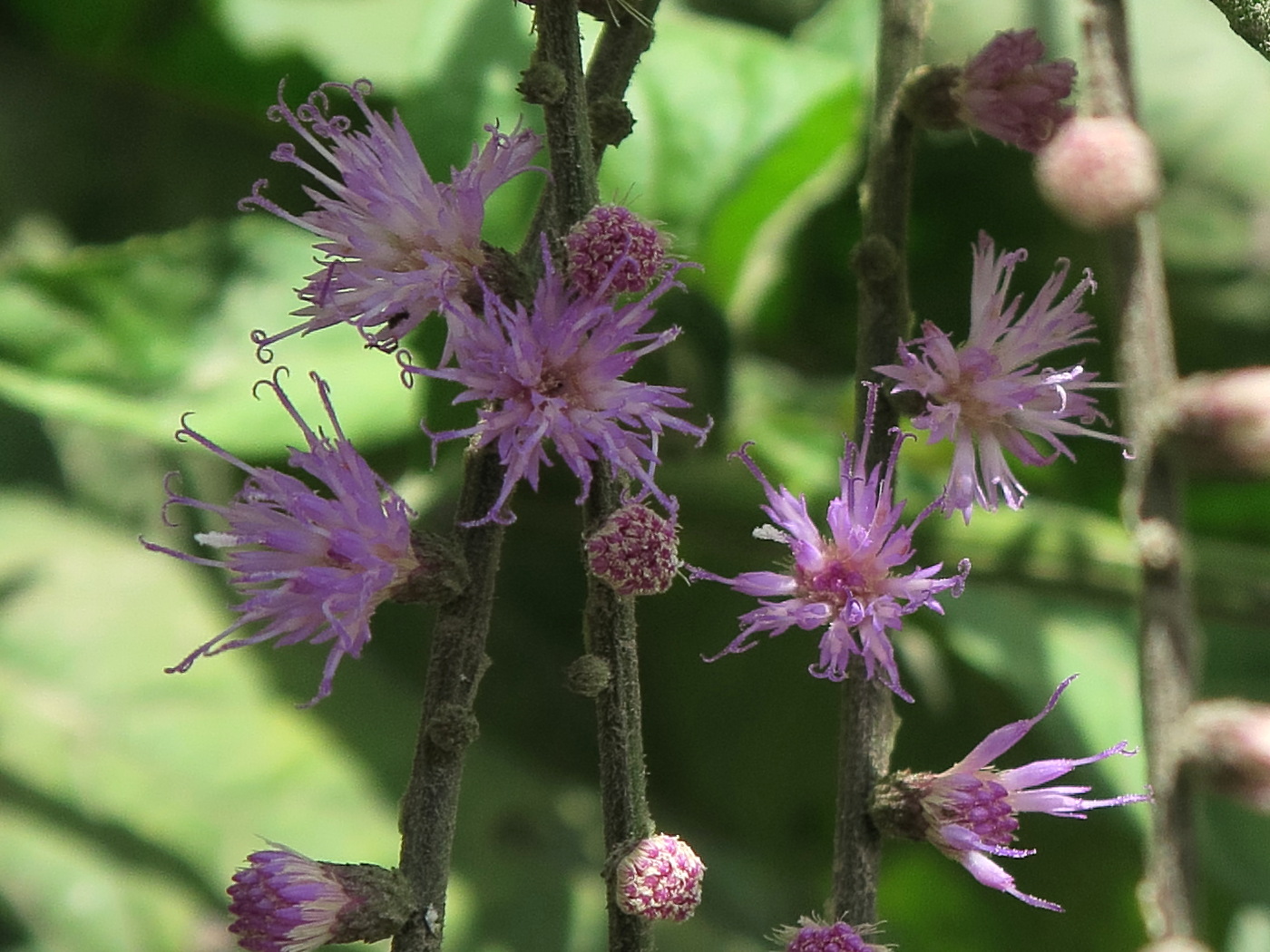 eirmocephala_brachiata3md