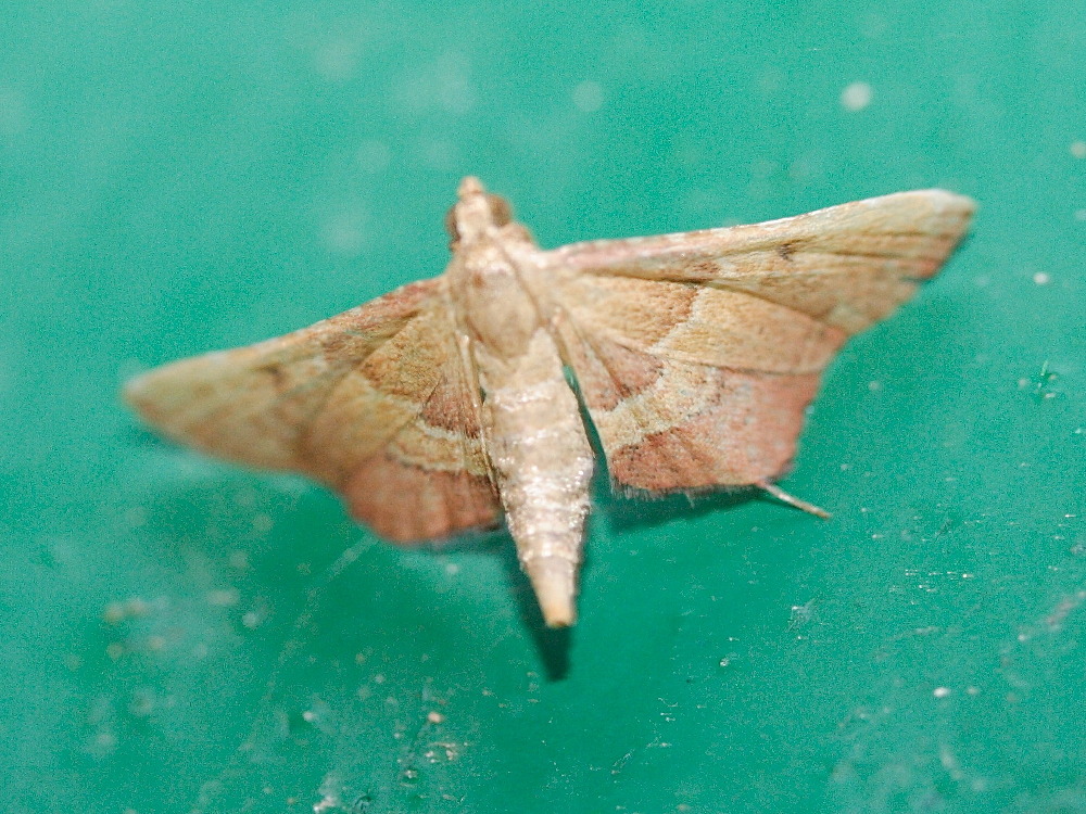 endotricha_flammealis1md